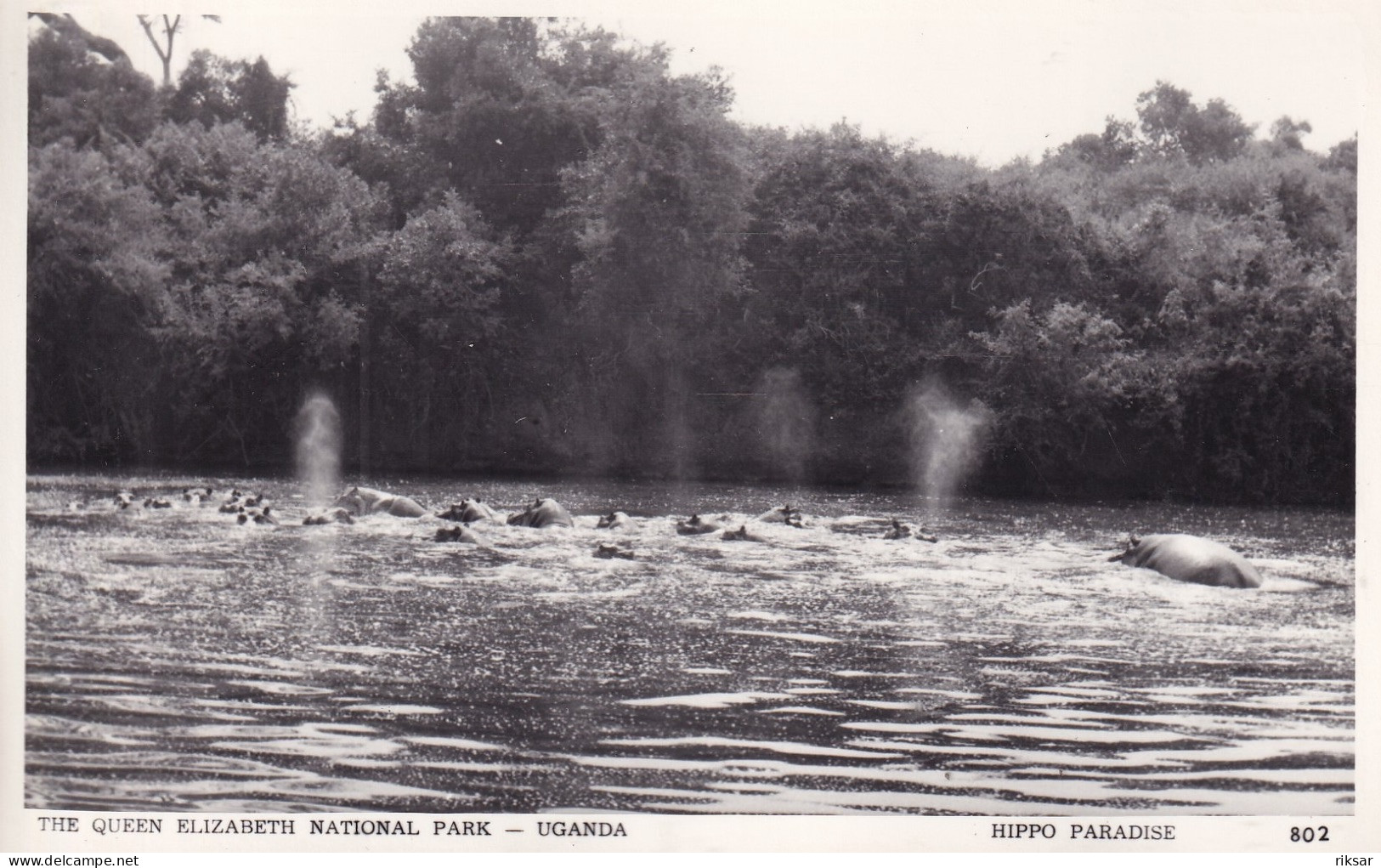 OUGANDA(HIPPOPOTAME) - Uganda