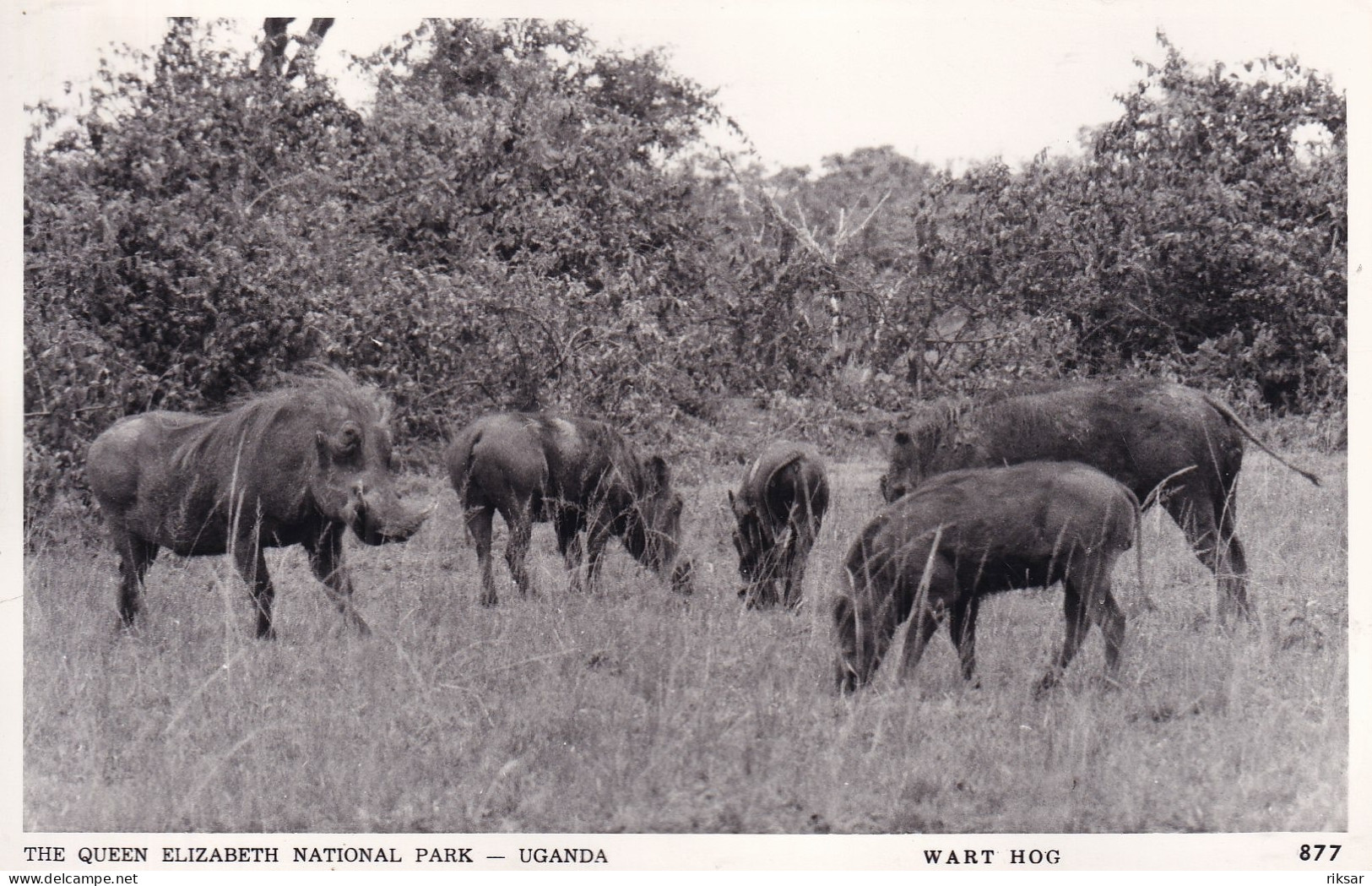 OUGANDA(PHACOCHERE) - Uganda