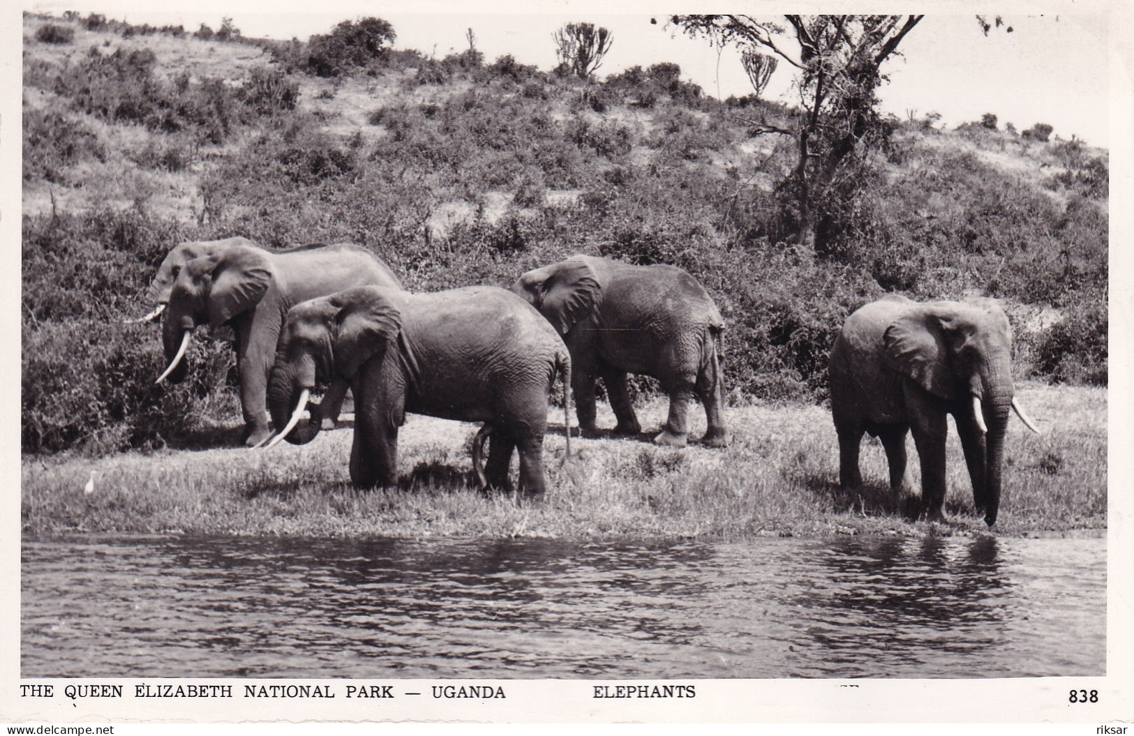 OUGANDA(ELEPHANT) - Ouganda