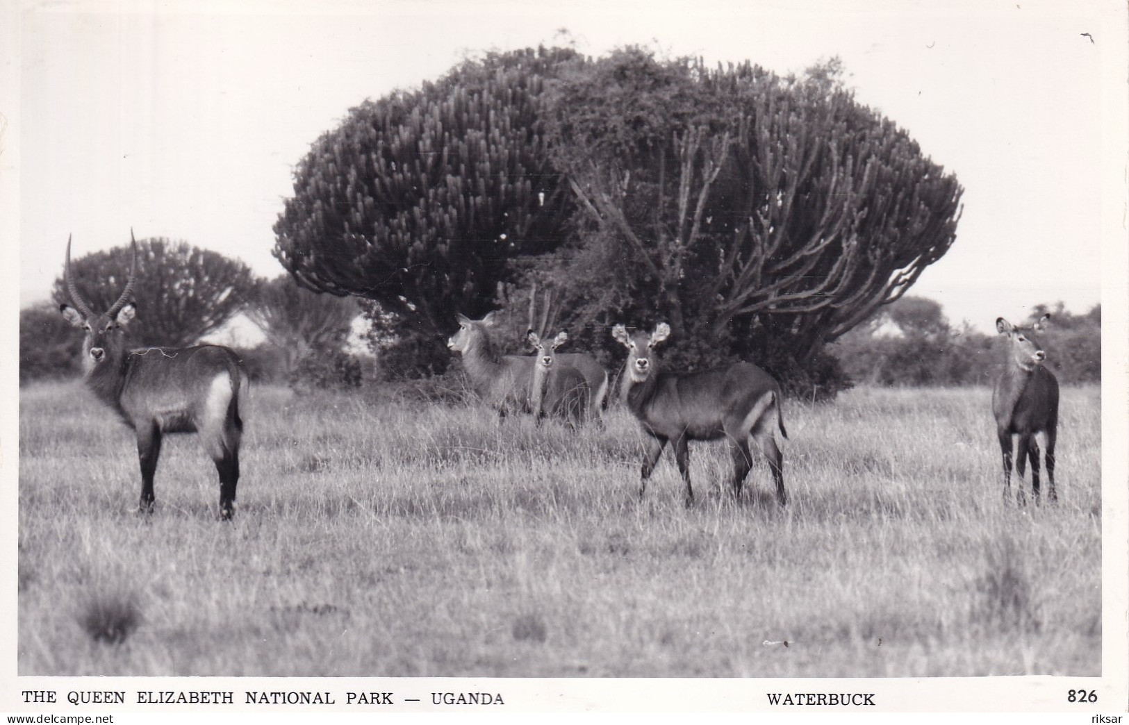 OUGANDA(KOBUS) ARBRE - Uganda