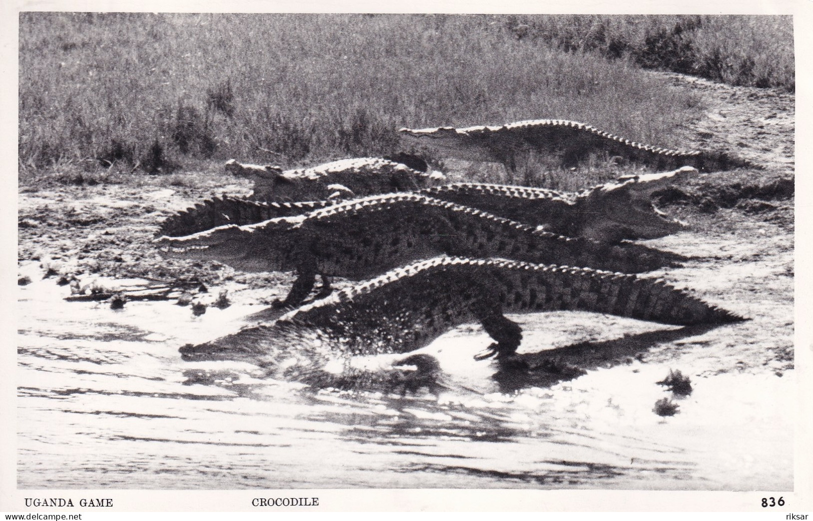 OUGANDA(CROCODILE) - Uganda