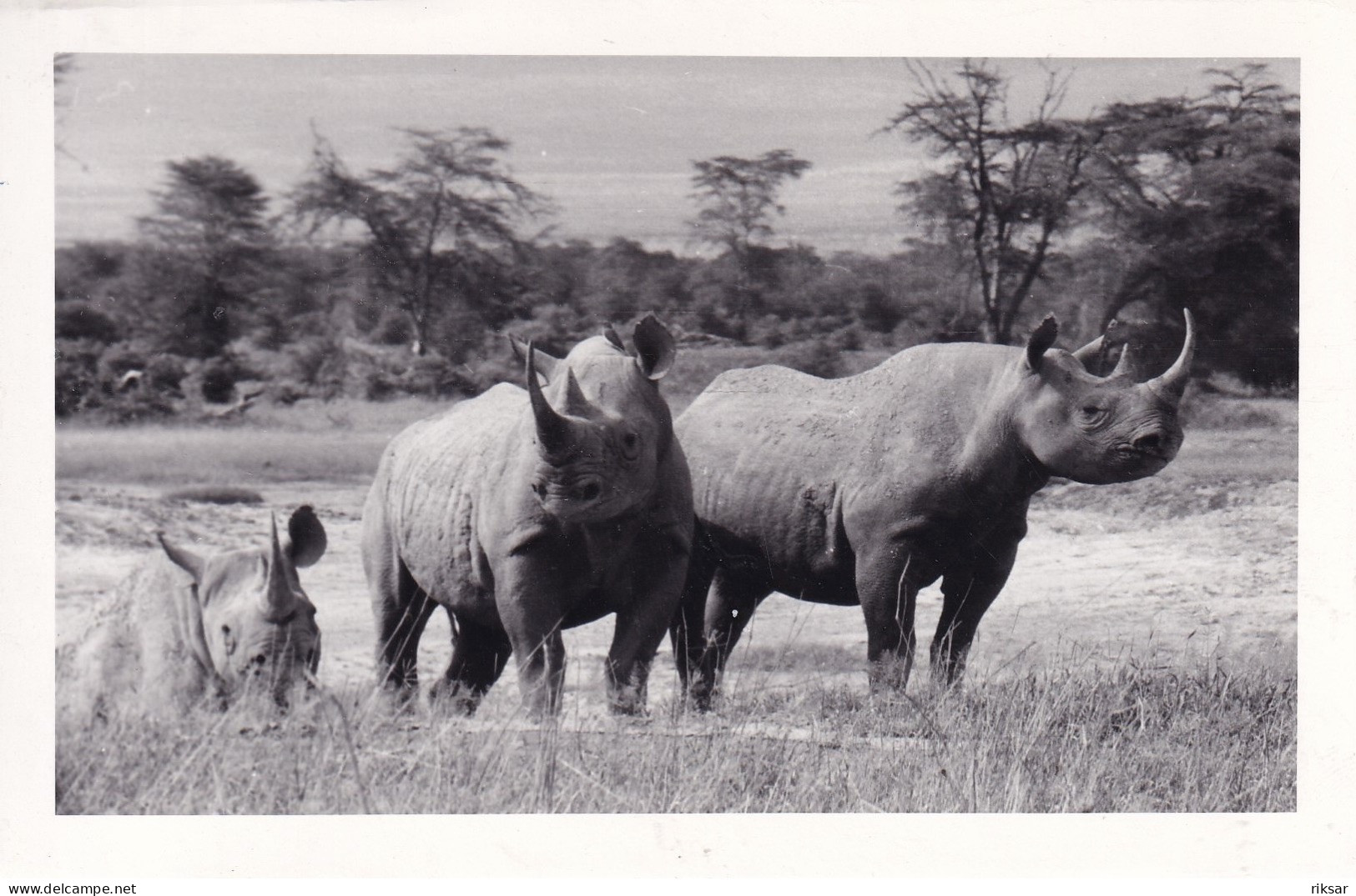 KENYA(RHINOCEROS) - Kenya
