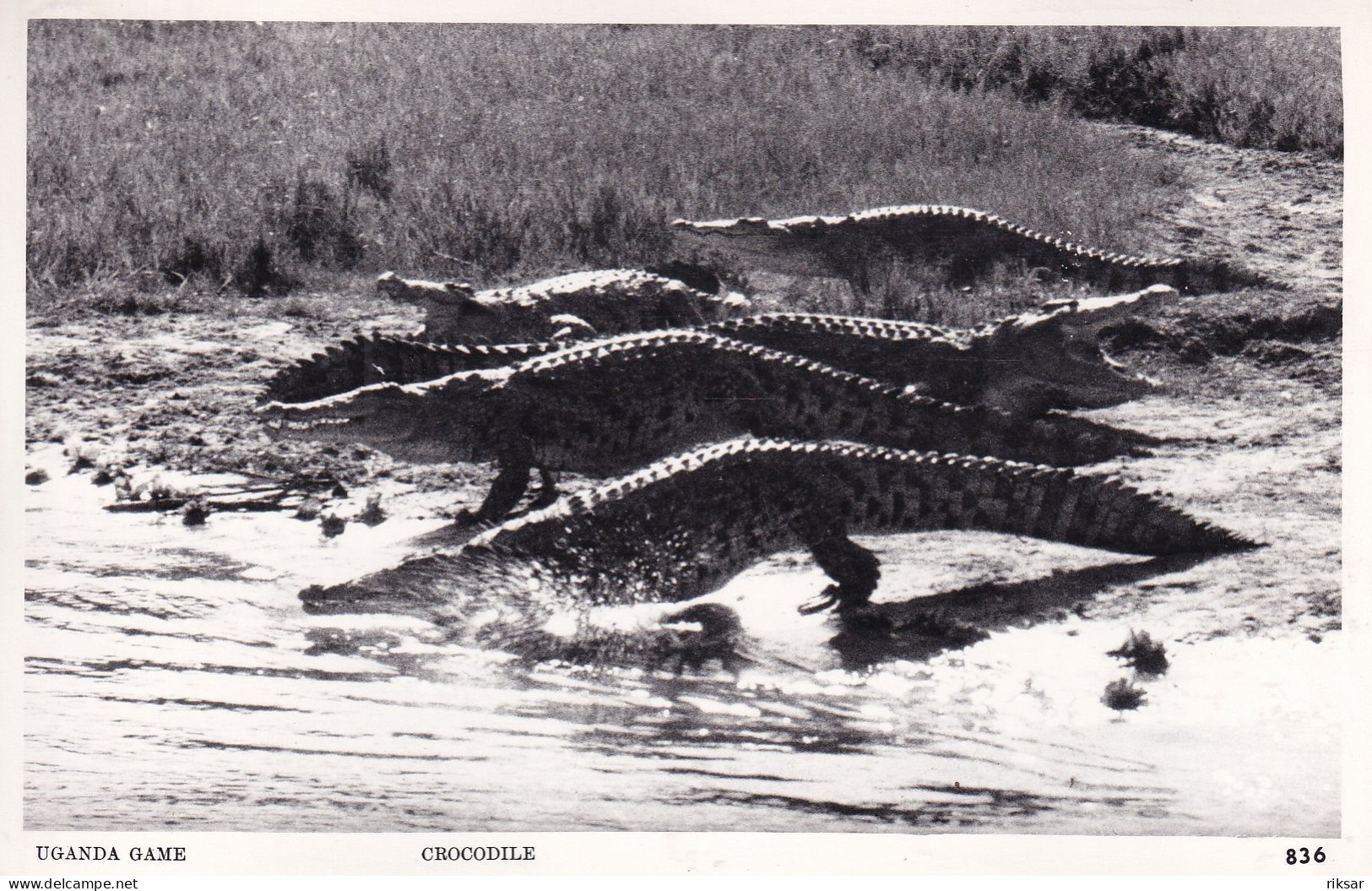 KENYA(CROCODILE) - Kenya