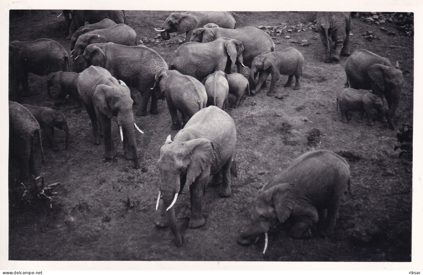 KENYA(ELEPHANT) NYERI - Kenya