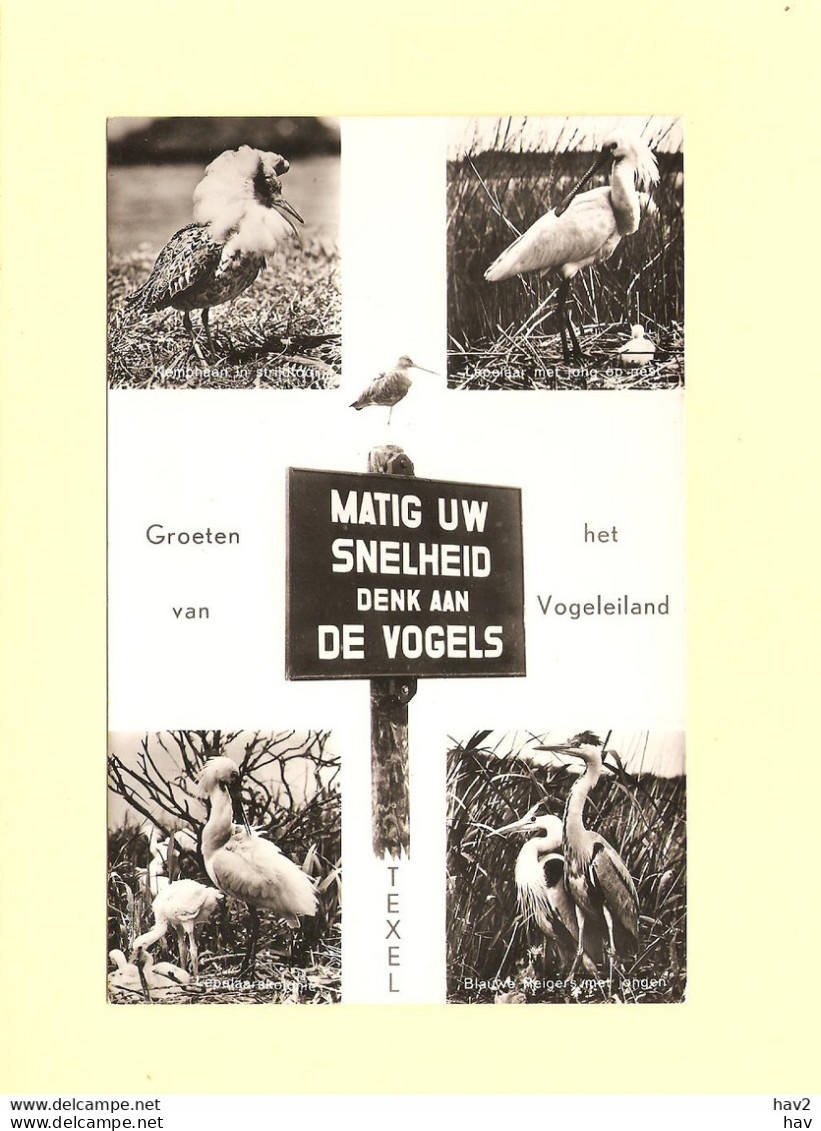 Texel 4-luik Vogels RY44518 - Texel