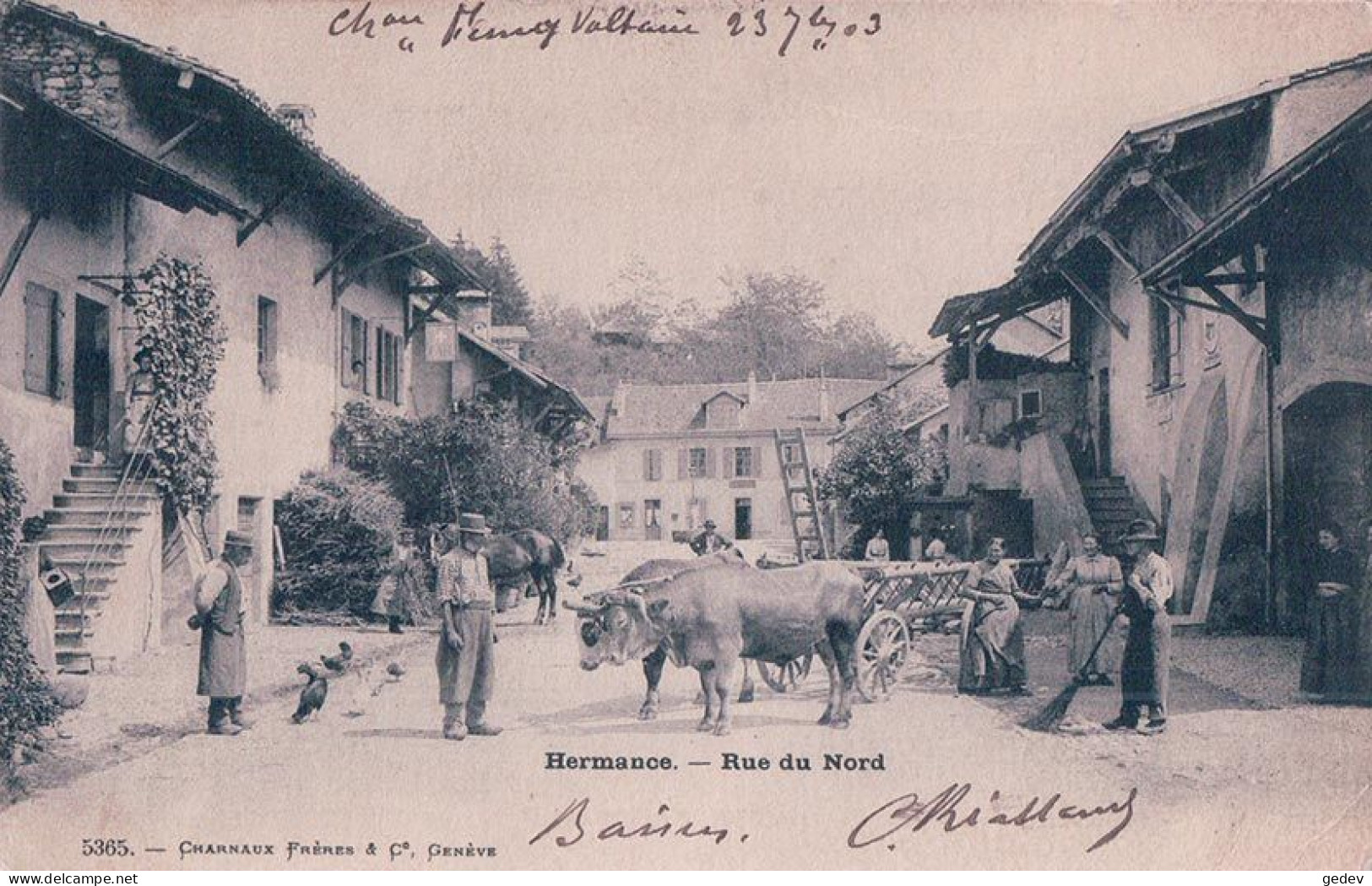 Genève, Hermance GE Animée, Rue Du Nord, Attelage De Boeufs (Charnaux 5365) - Hermance