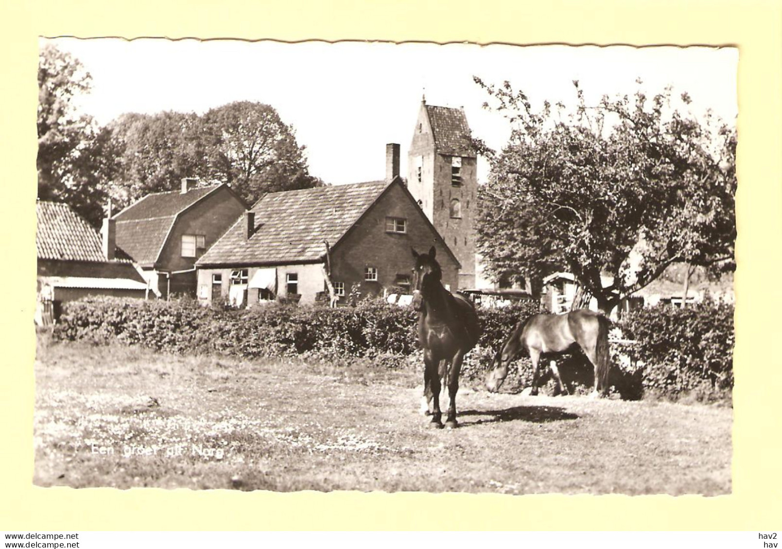 Norg Landschap Met Paarden RY23716 - Norg