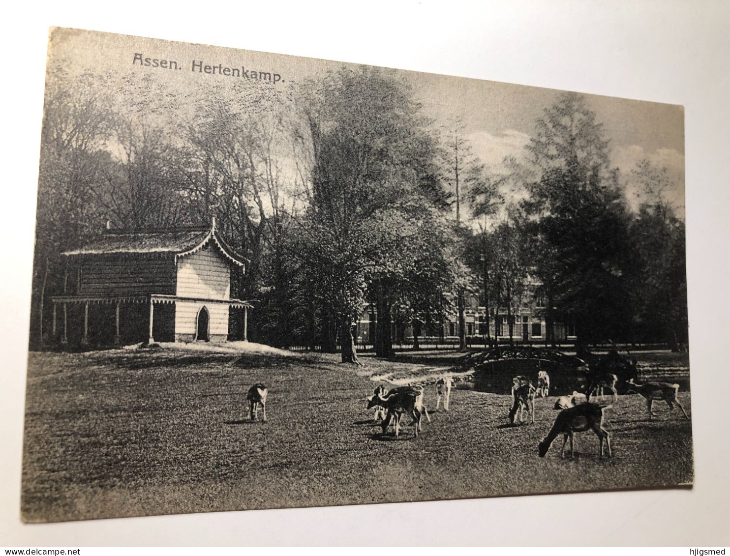 Netherlands Nederland Assen Drenthe Hertenkamp Herten Kamp Deer Park Zoo 16850 Post Card POSTCARD - Assen