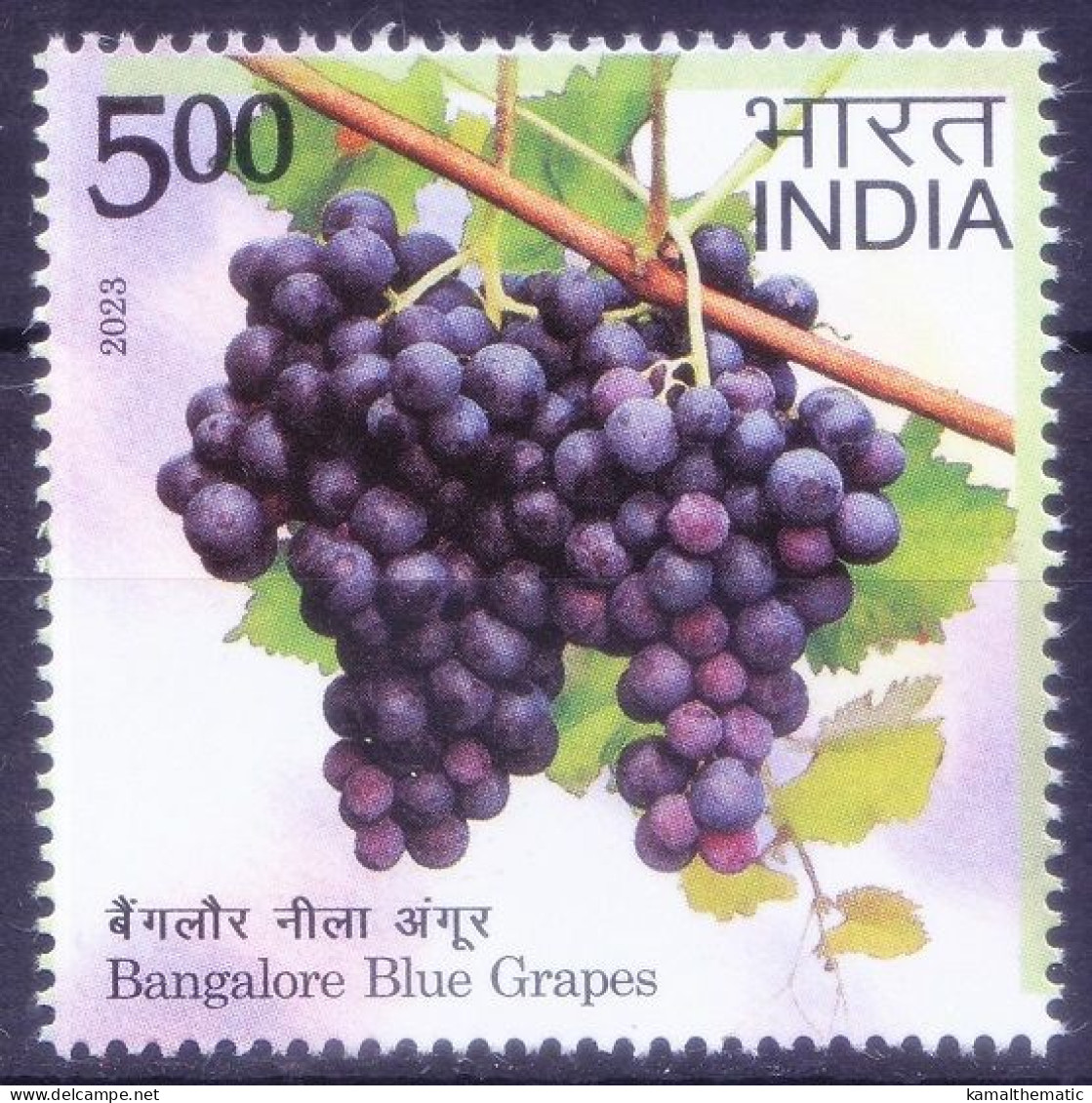 India 2023 MNH, Bangalore Blue Grapes Rich In Vitamins A, C & K, Fruits - Heilpflanzen