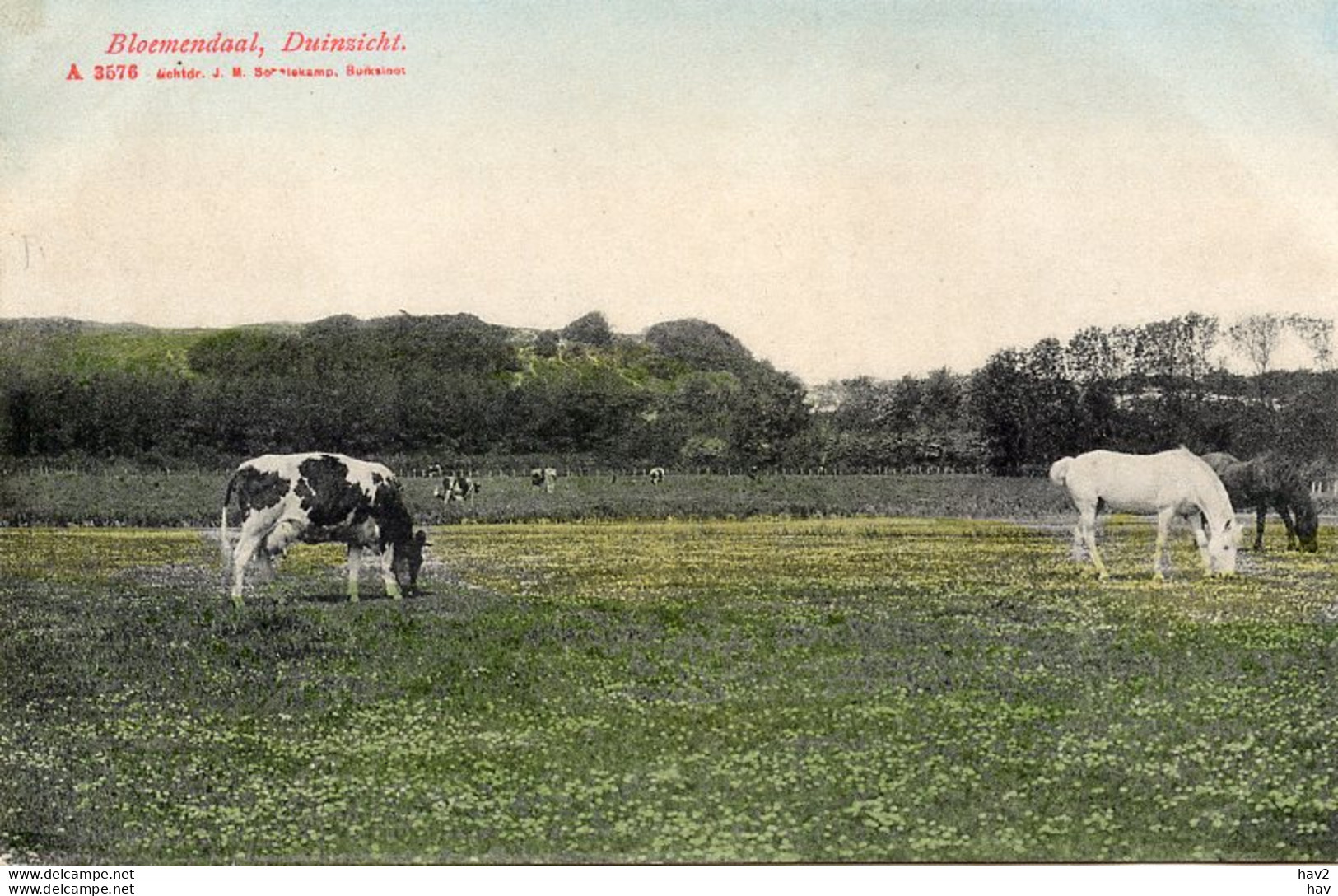 Bloemendaal Duinzcht Koe-paard AM4329 - Bloemendaal