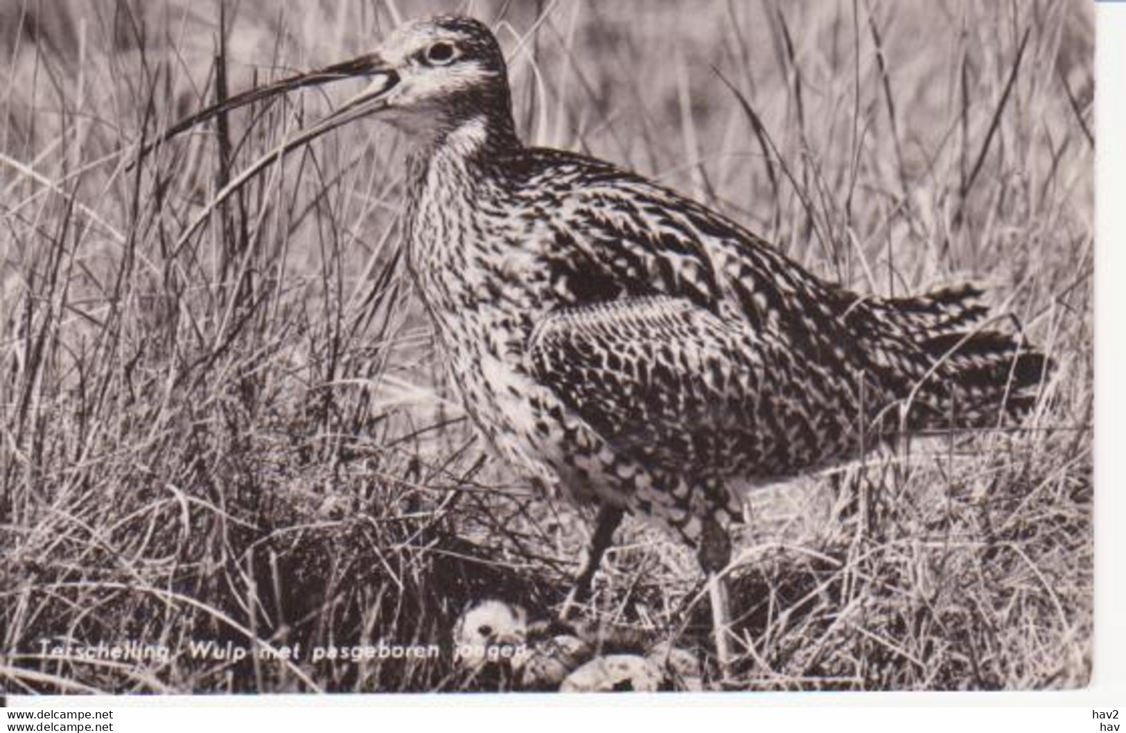 Terschelling Vogel Wulp Met Jongen RY 9620 - Terschelling