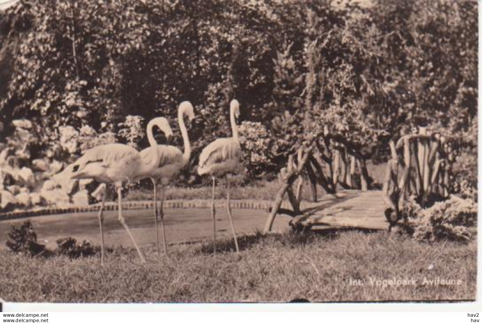 Alphen A/d Rijn Avifauna Flamingos 1950  RY 8273 - Alphen A/d Rijn