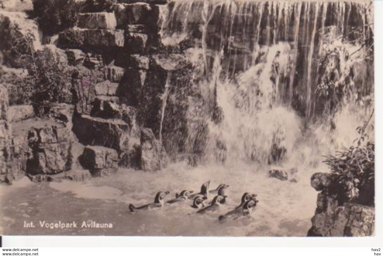 Alphen A/d Rijn Avifauna Pinguins 1951 RY 8274 - Alphen A/d Rijn