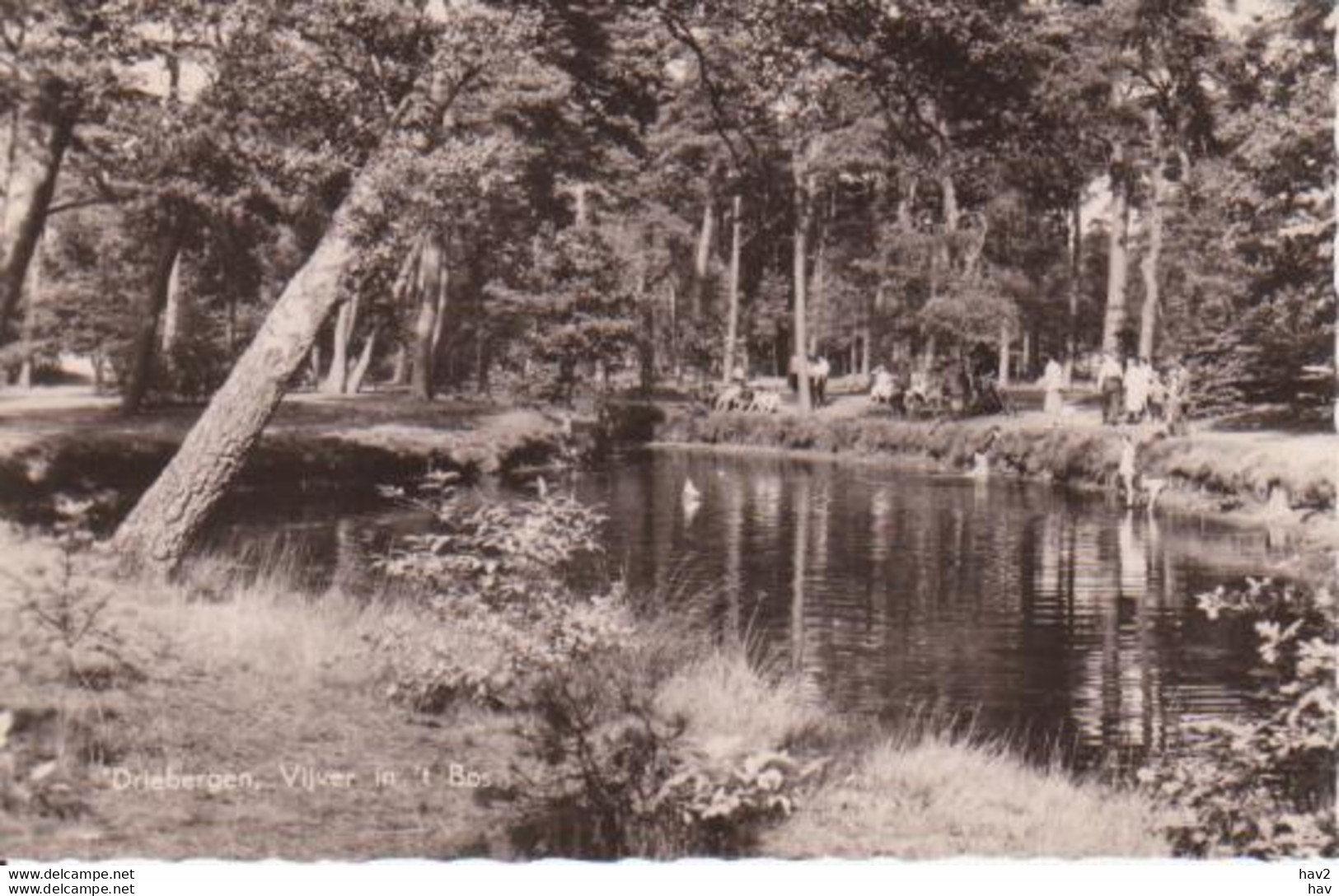 Driebergen Vijver In Bos  RY 5115 - Driebergen – Rijsenburg