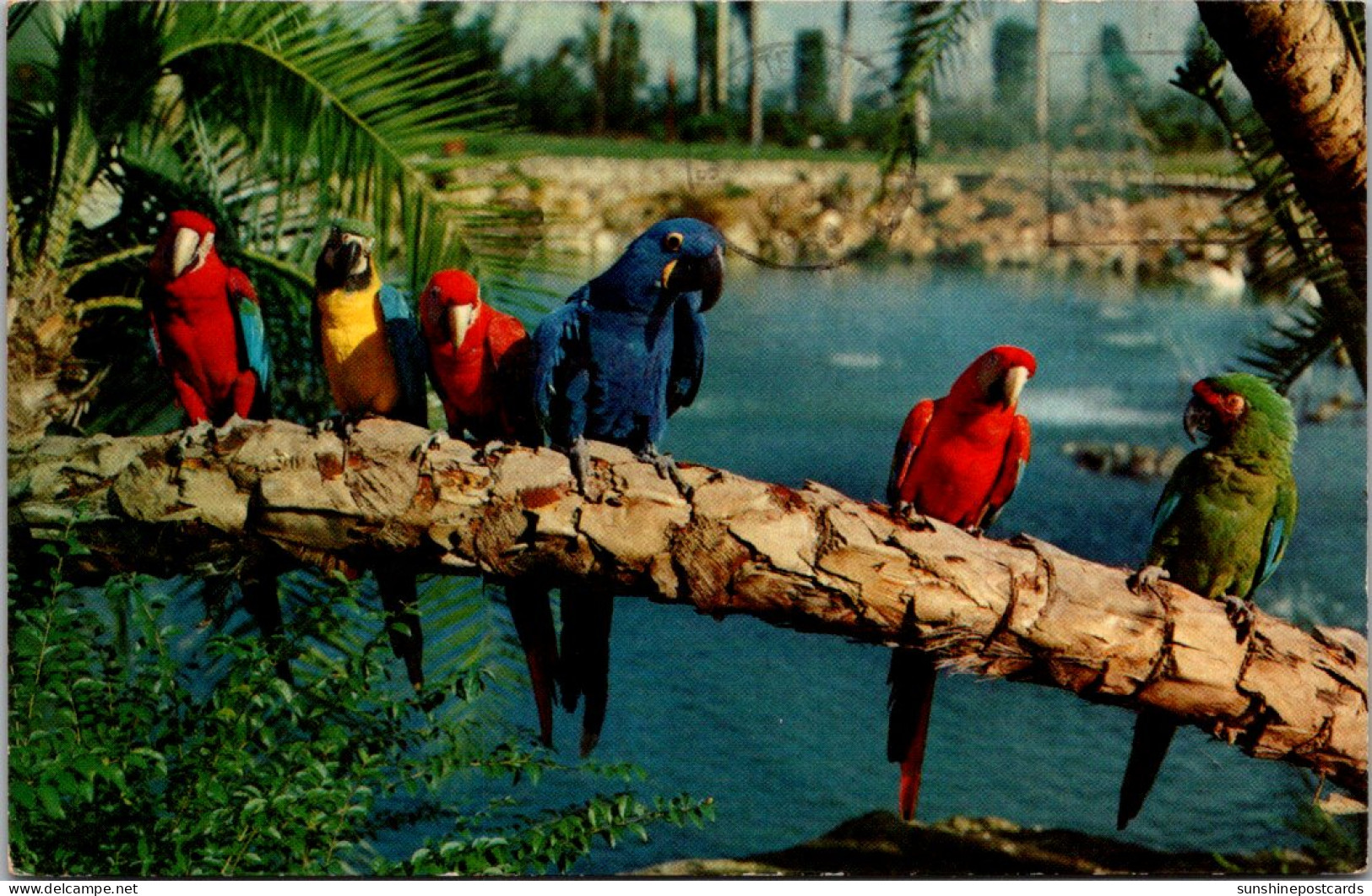 Florida Tampa Busch Gardens Trained Parrots 1965 - Tampa