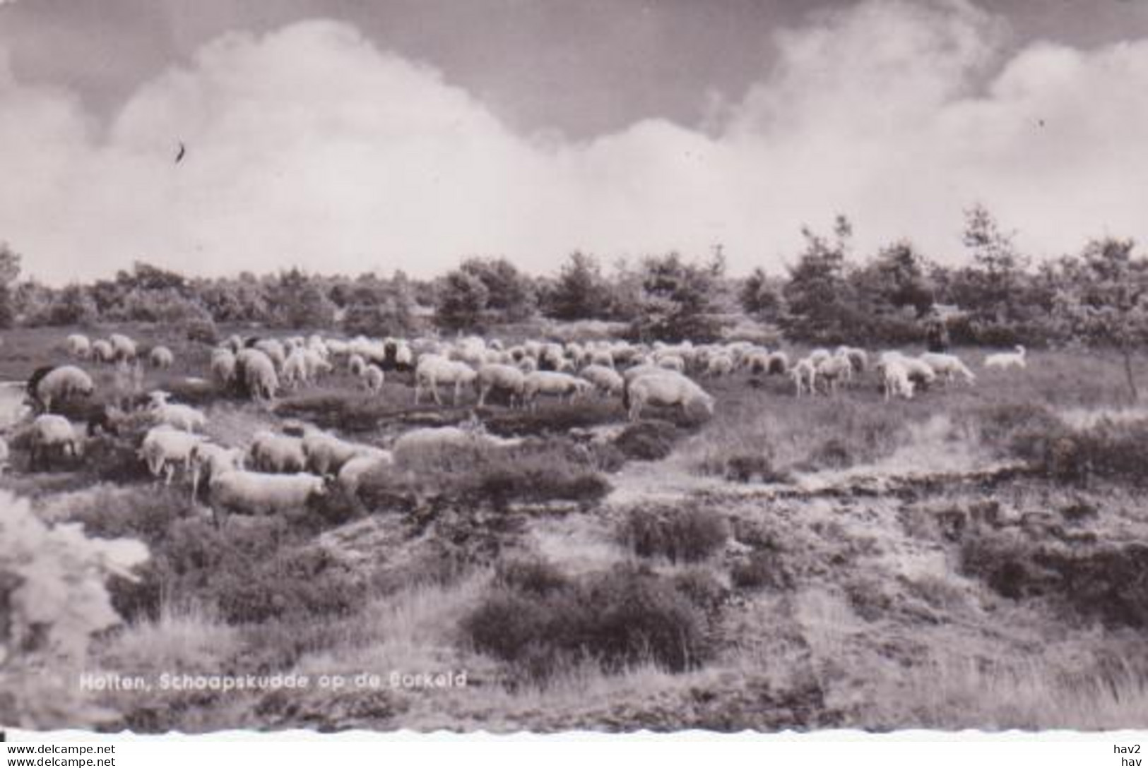 Holten Schaapskudde Op Borkeld RY 3150 - Holten