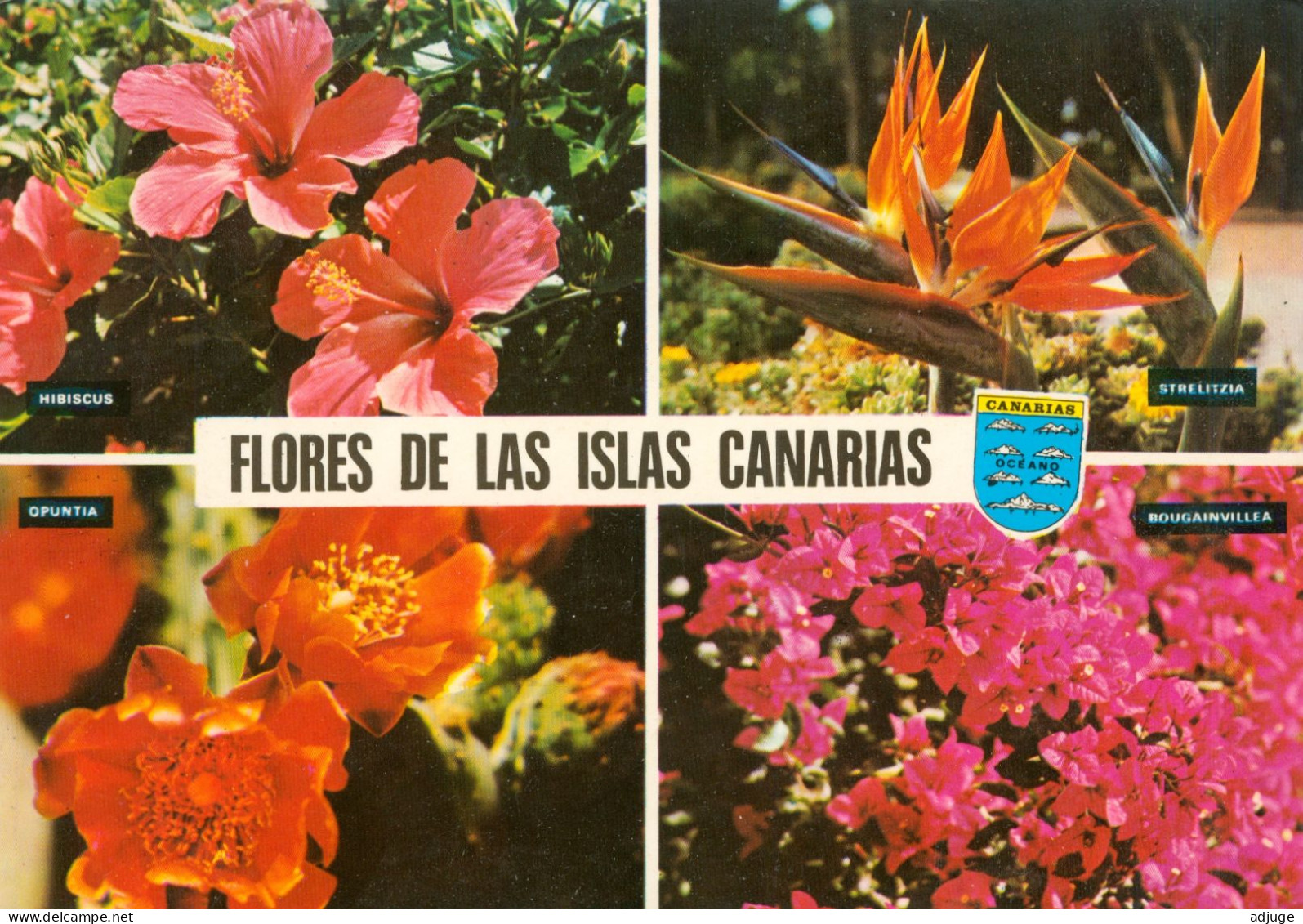 CPM- ISLAS CANARIAS - FLORES - Multivues _ Timbre Aguila Pescadora  *2 Scans - Altri & Non Classificati