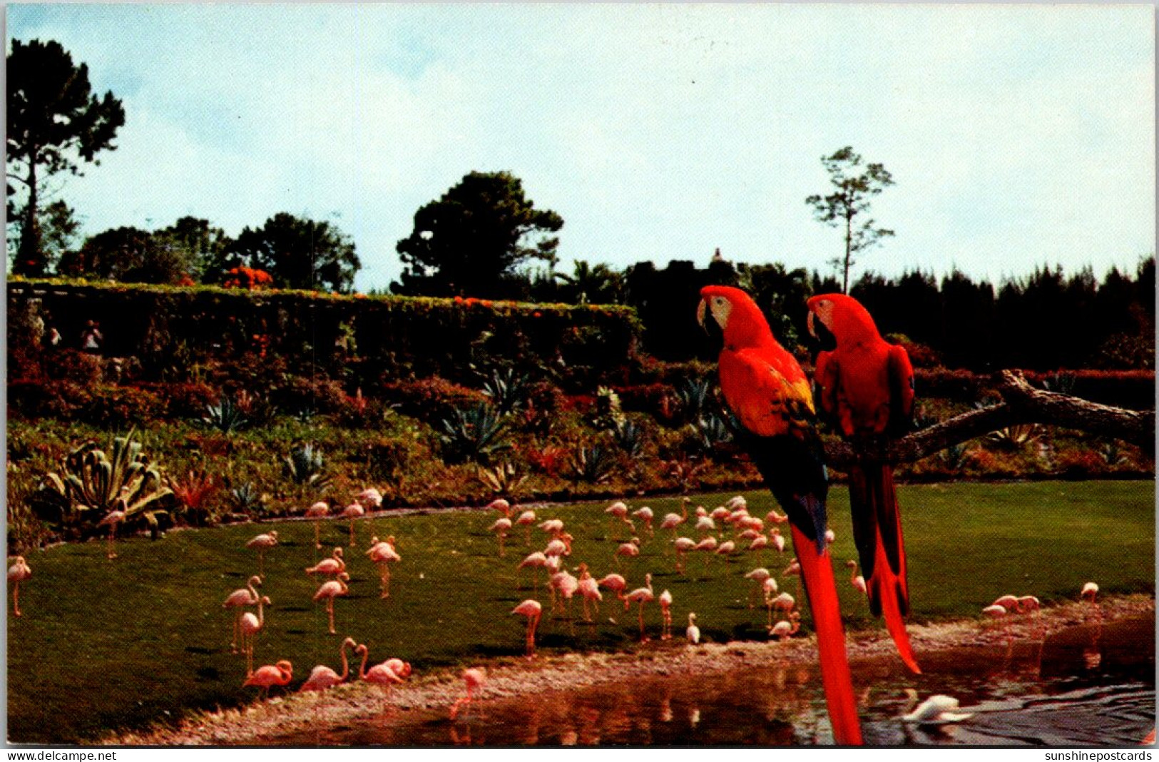 Florida Miami Parrot Jungle "Mac" And "Marshall" Scarlet Macaws - Miami
