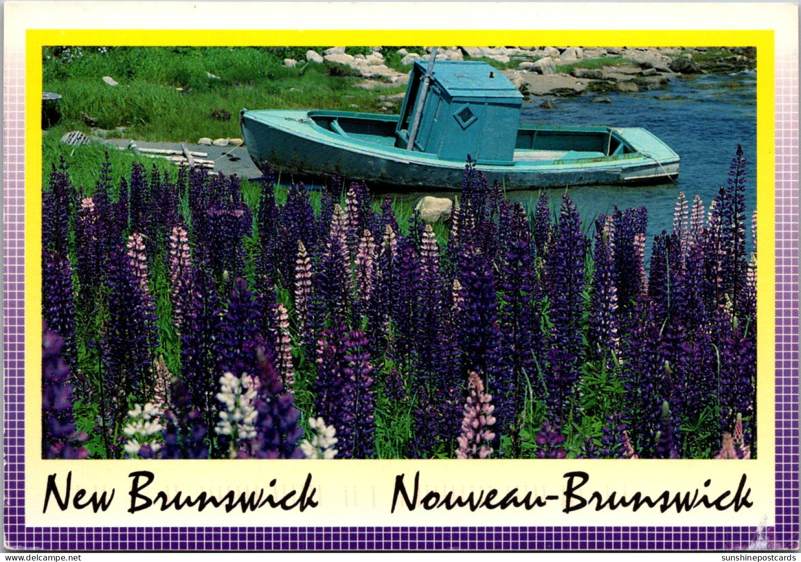 Canada New Brunswick Lupines Along The Highways  - Autres & Non Classés