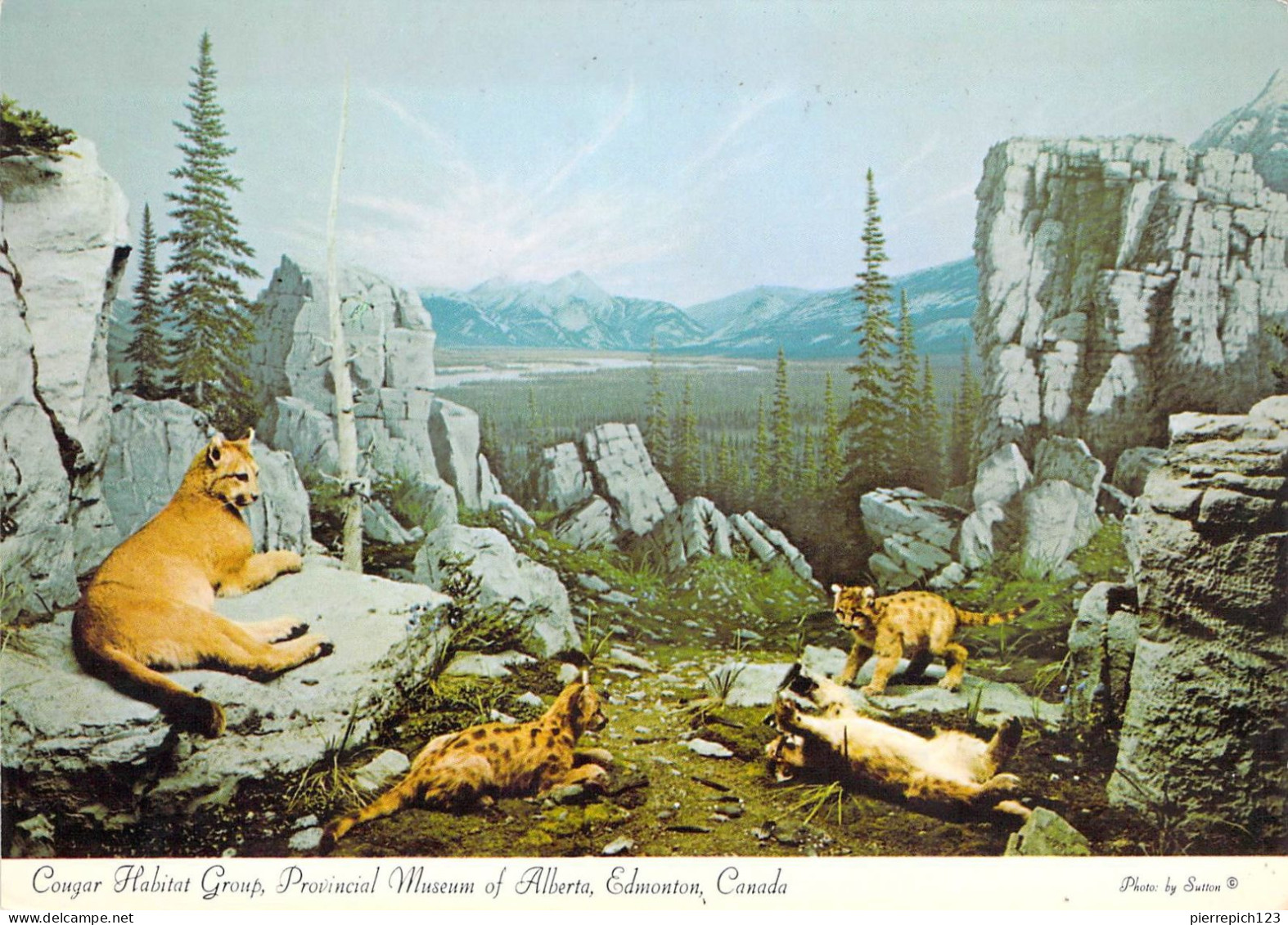 Edmonton - Musée Provincial De L'Alberta - Reconstitution D'un Groupe De Puma Dans Son Habitat Naturel - Edmonton