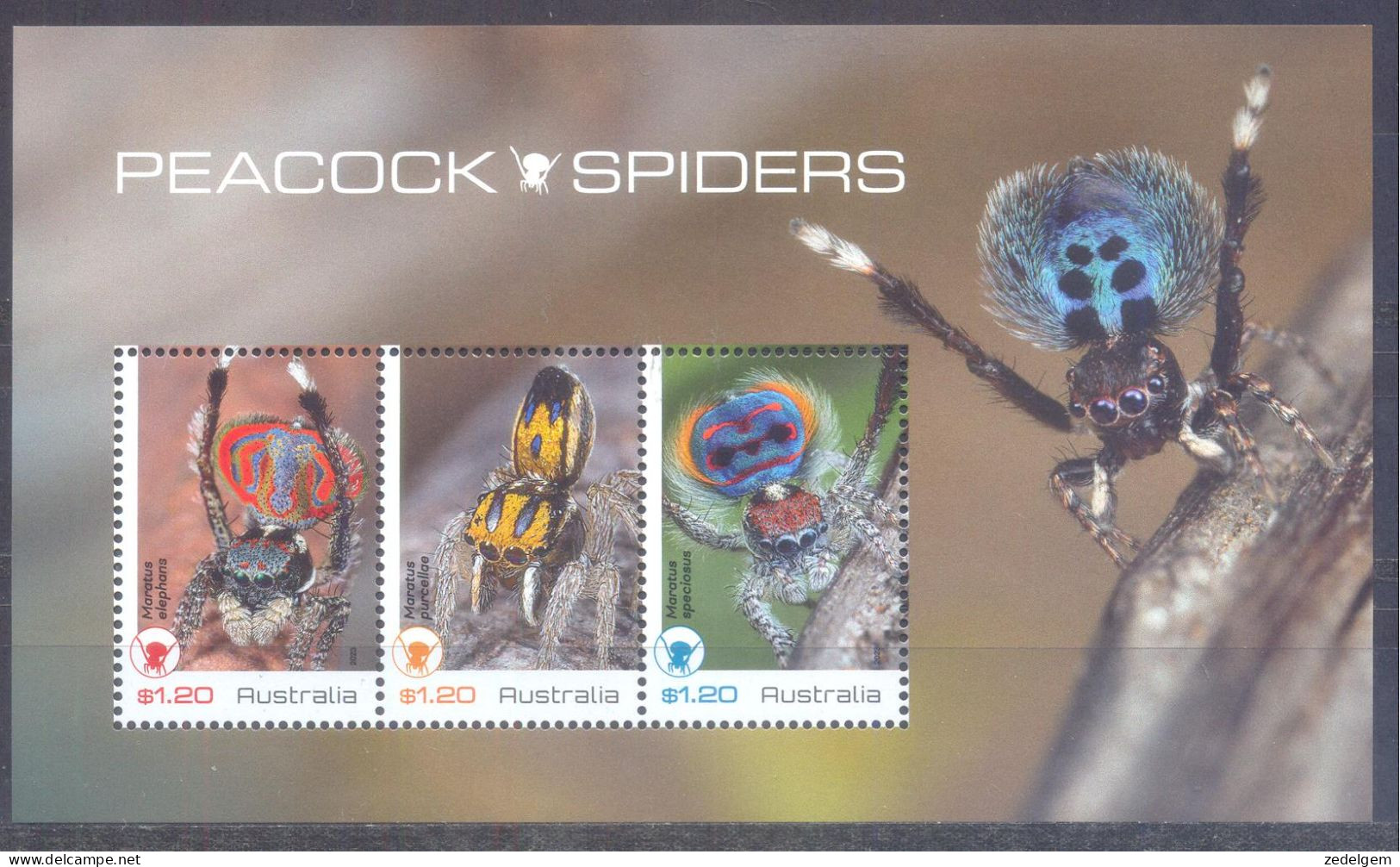 AUSTRALIË  (FAU108) XC - Spiders