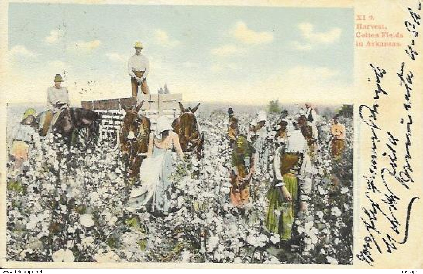USA - BLACK AMERICANA -  HARVEST COTTON FIELDS IN ARKANSAS - 1906 - Black Americana
