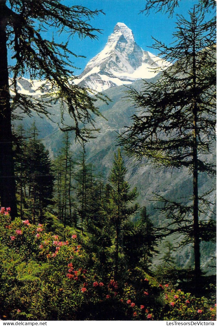 SUISSE - Matterhorn - Tasch Bei Zermatt - Carte Postale Ancienne - Matt