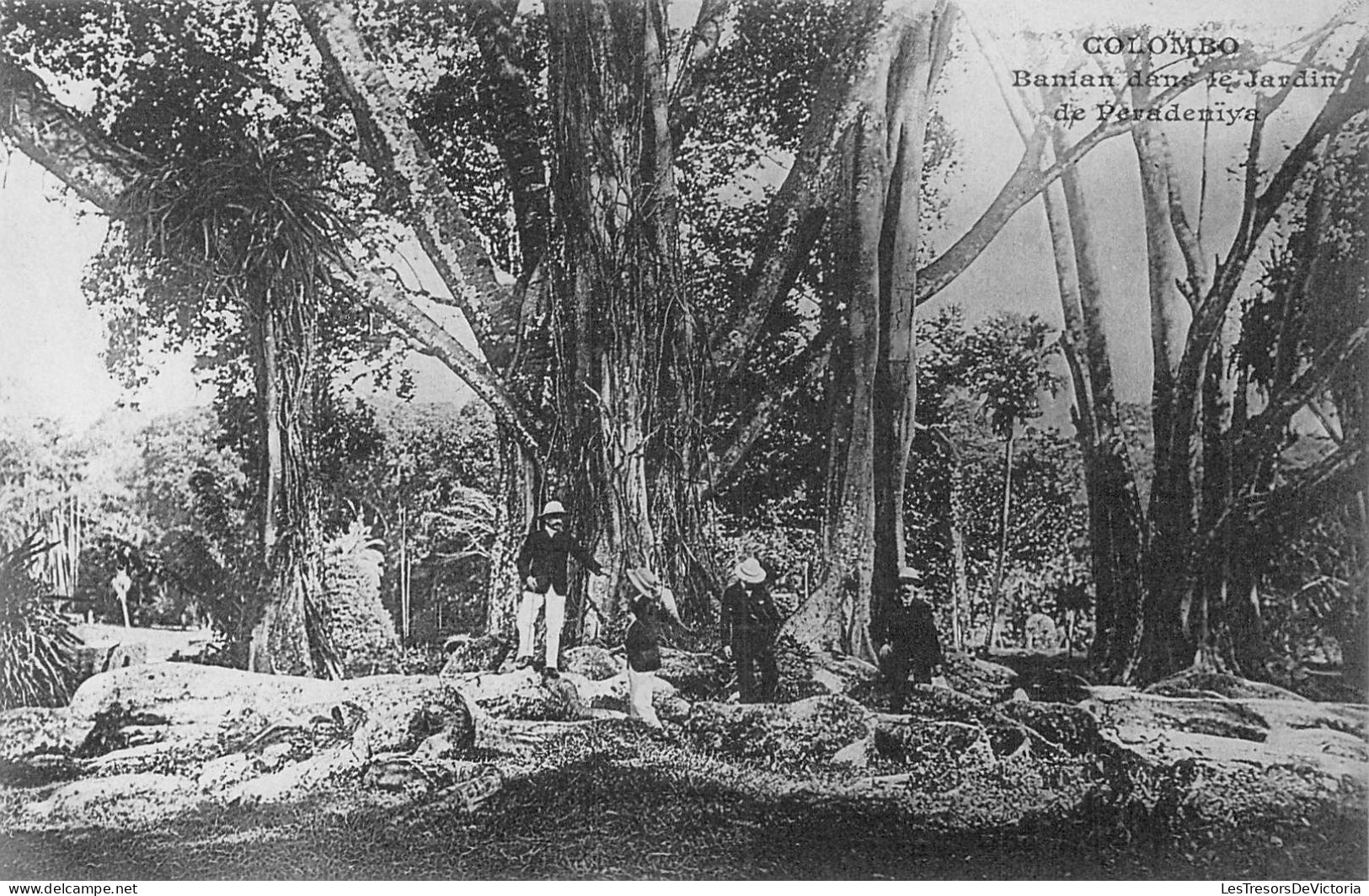 SRI LANKA - Colombo - Banian Dans Le Jardin De Paradeniya - Carte Postale Ancienne - Sri Lanka (Ceylon)