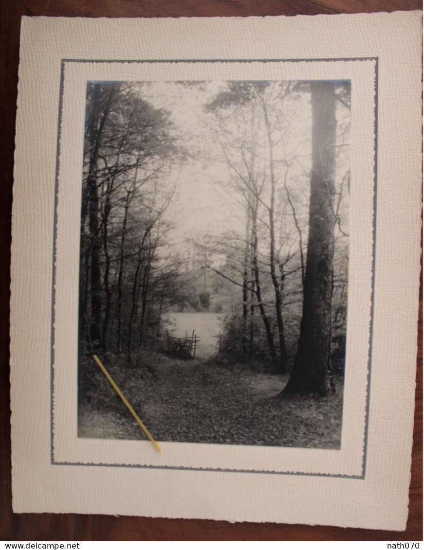 Photo 1920's Sentier Forestier Forêt France Tirage Print Vintage - Antiche (ante 1900)