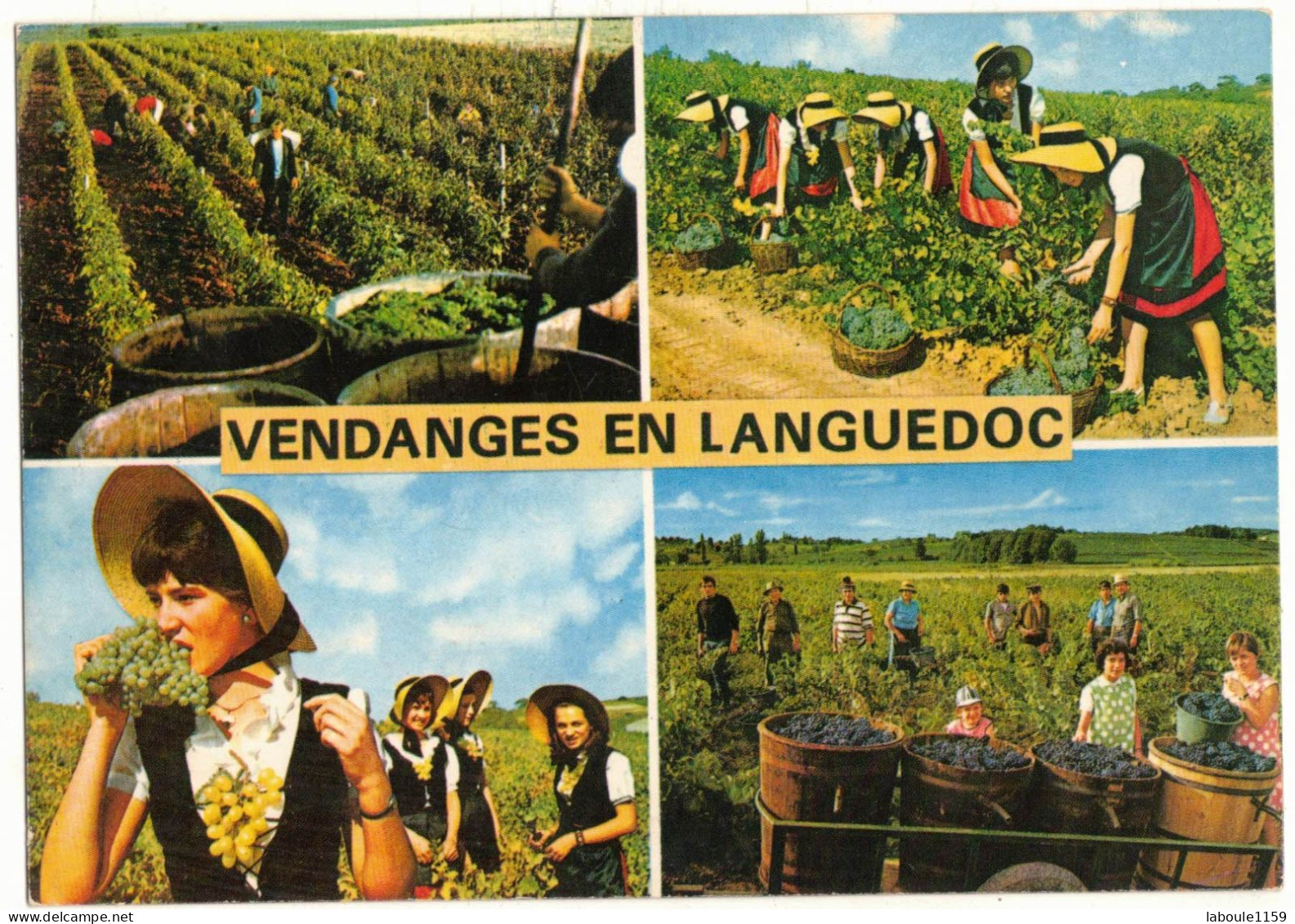 OCCITANIE LANGUEDOC ROUSSILLON MULTIVUES - VENDANGE EN LANGUEDOC - VITICULTURE RECOLTE CEPAGE RAISIN COMPORTES FOLKLORE - Languedoc-Roussillon