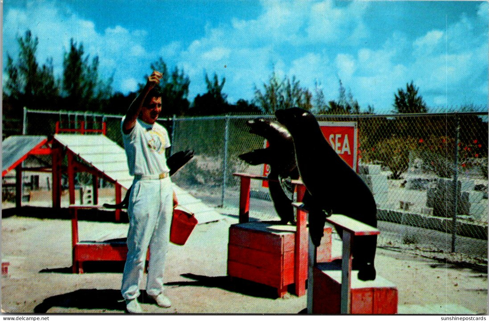 Florida Islamorada Theatre Of The Sea Kelpy And Windy Performing Sea Lions - Key West & The Keys