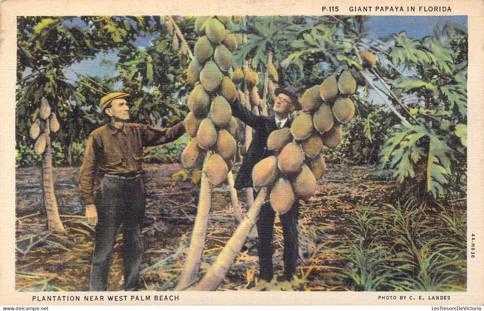 ETATS-UNIS - Gian Papaya In Florida - Plantation Near West Palm Beach - Carte Postale Ancienne - Other & Unclassified