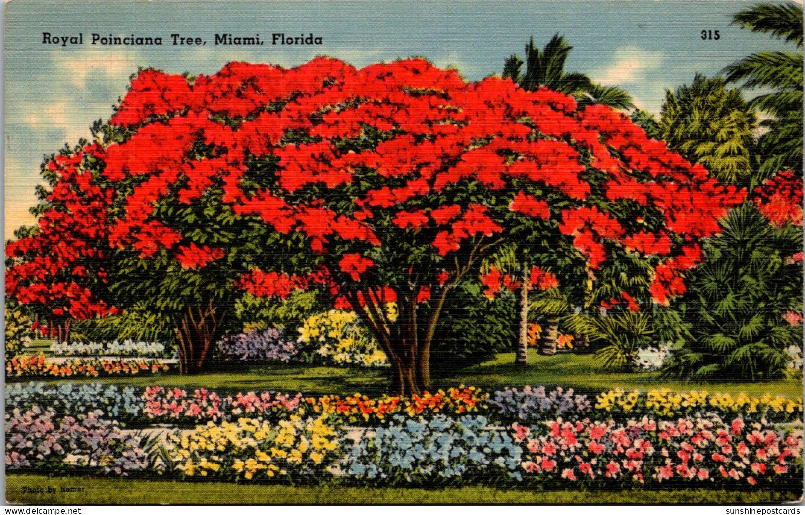 Florida Miami Royal Poinciana Tree In Full Bloom 1940 - Miami