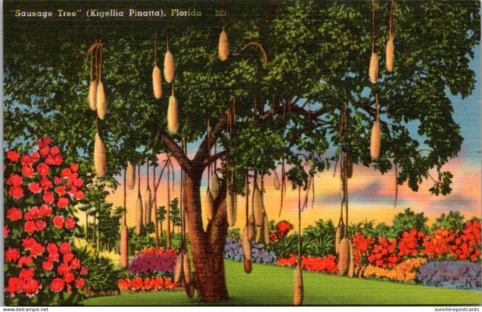 Florida Miami Original Sausage Tree At Matheson Hammock On Old Cutler Road - Miami