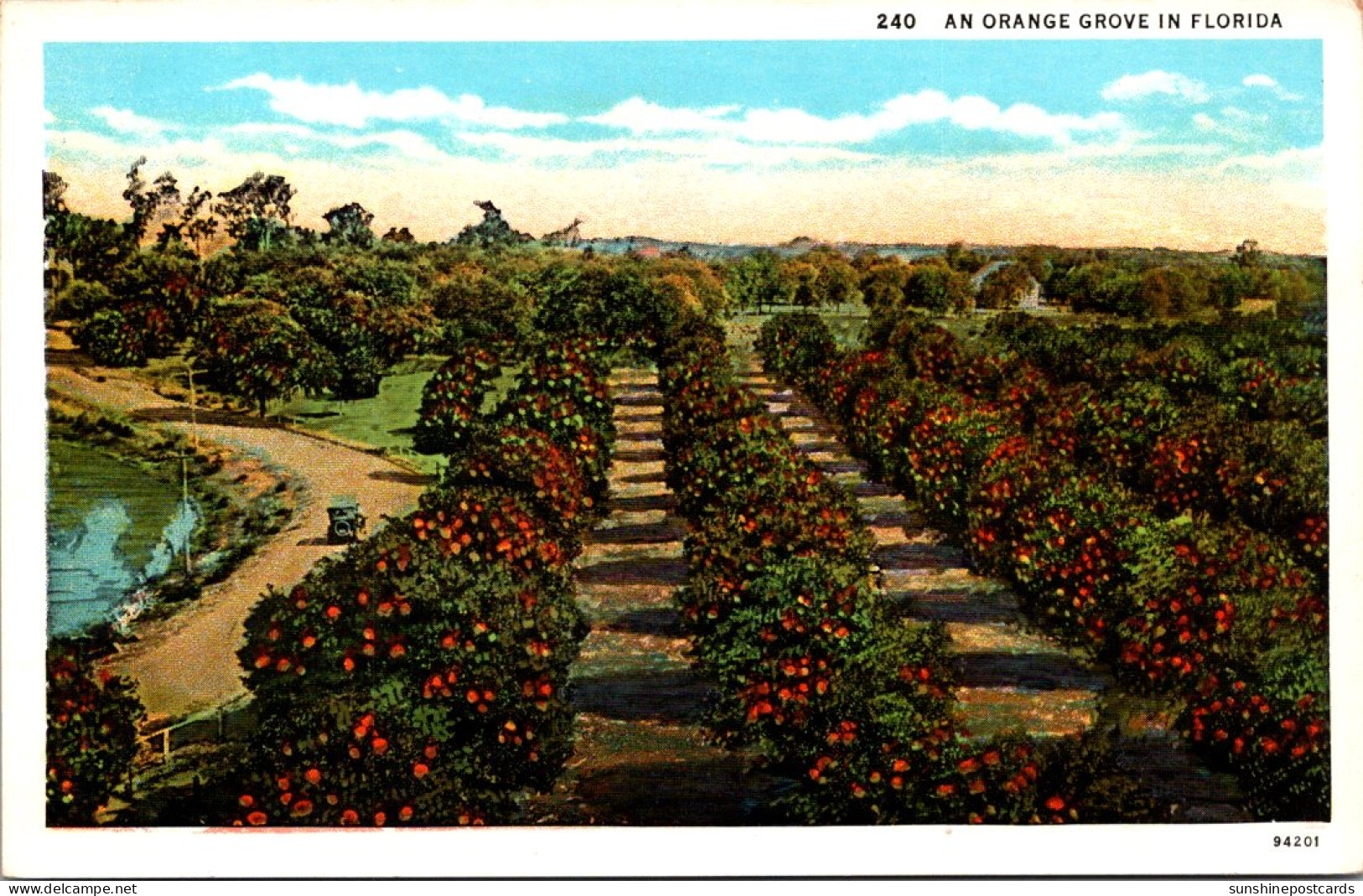 Florida Typical Orange Grove Ladden With Fruit Curteich - St Petersburg