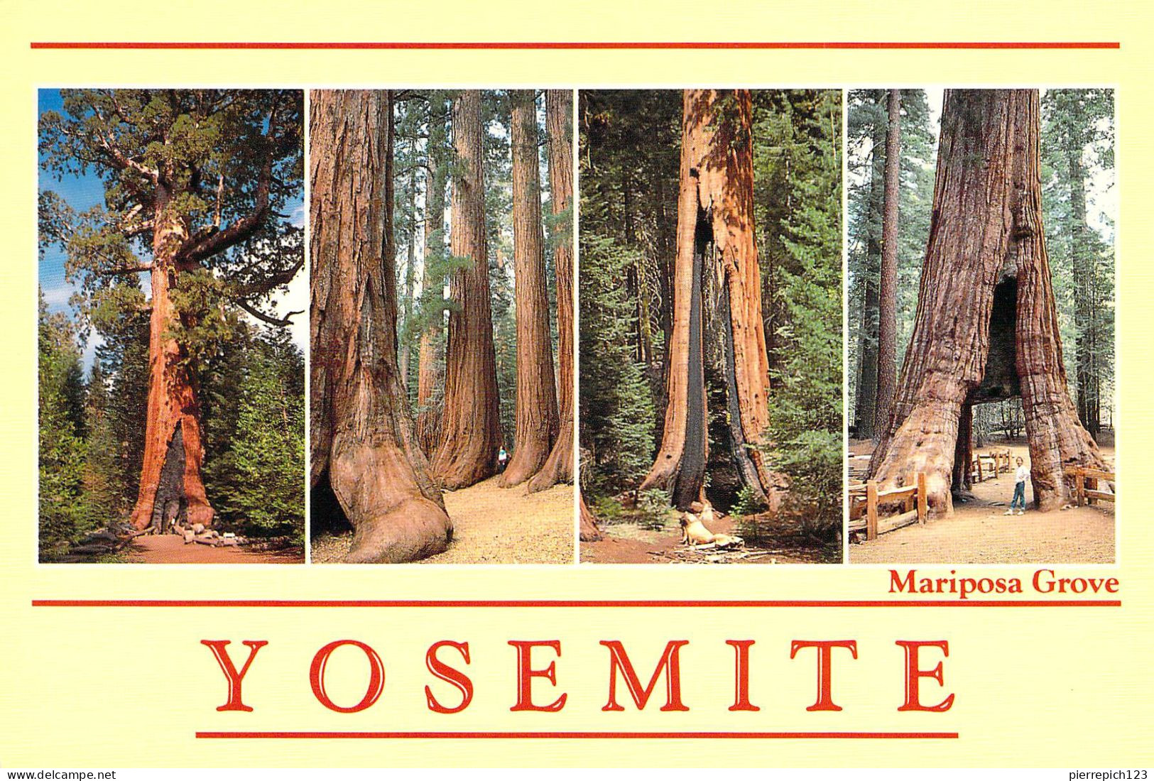 Parc National De Yosemite - Mariposa Grove - Multivues - Yosemite