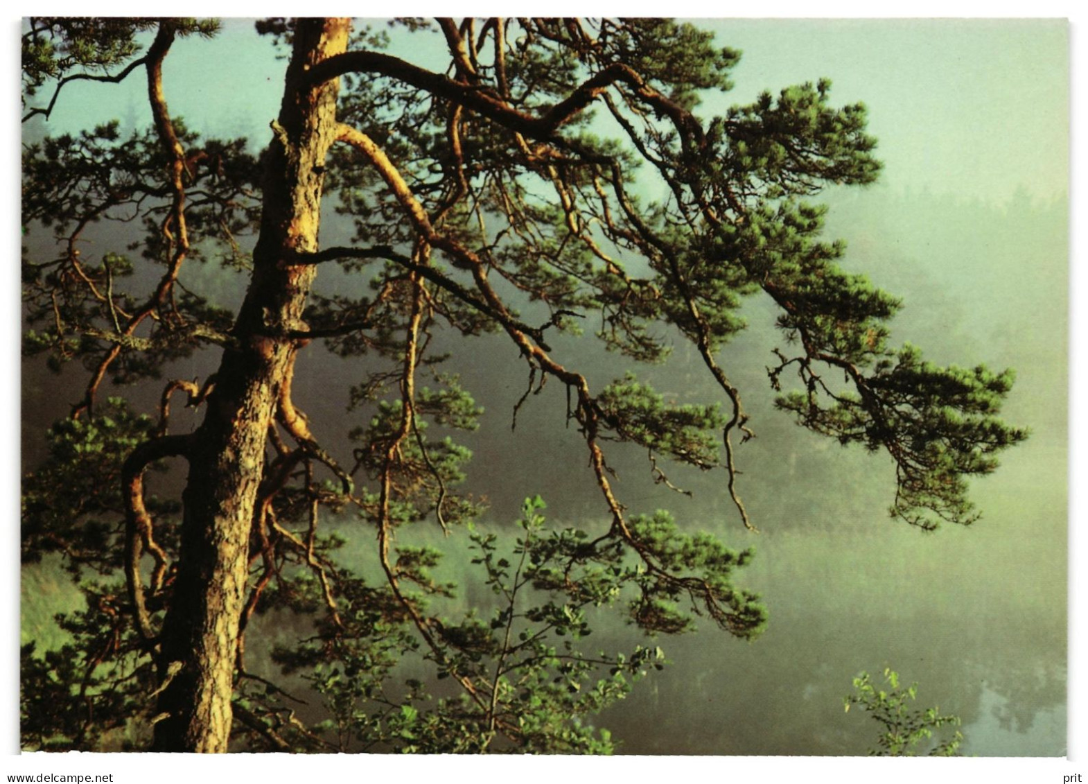 Pine Tree, Finland Finnish WWF Unused Postcard 1980s Publisher World Wide Fund For Nature, Serie Tunnelma 3, M.Rautkari - Rhinoceros