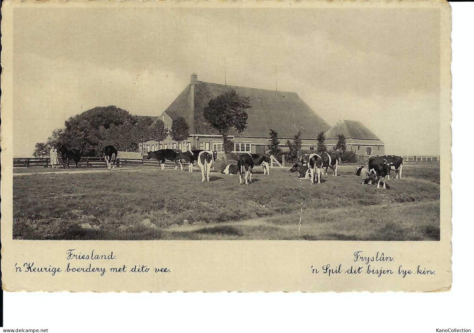 Esperanto-Karte, Niederlande, Friesland, Bauernhof Mit Weidevieh, Gelaufen 1936 - Esperanto