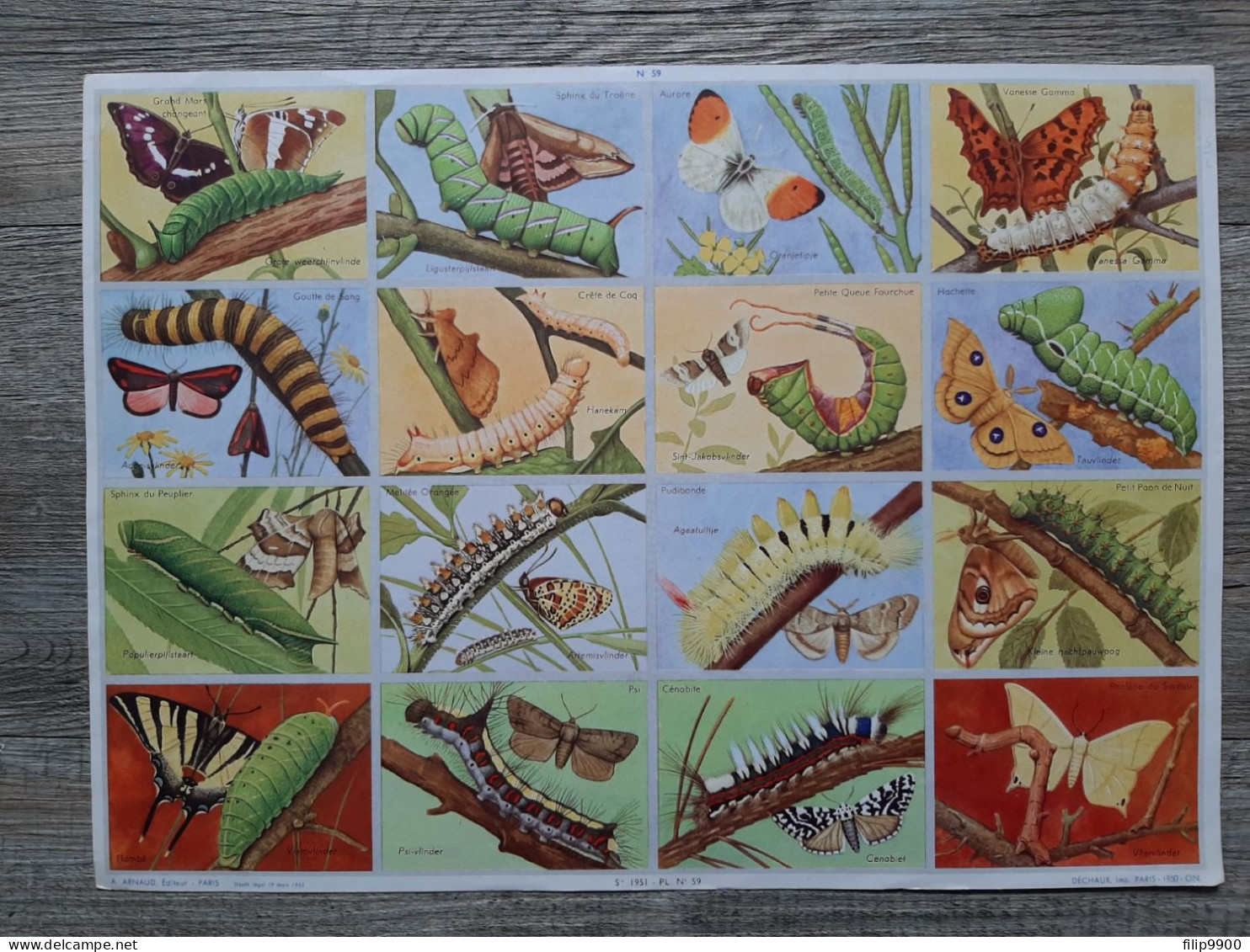 Papillons Et Chenilles / Vlinders En Rupsen - ARNAUD éditeur - Sie 1951 Pl N° 59 - 33x24cm - Fichas Didácticas