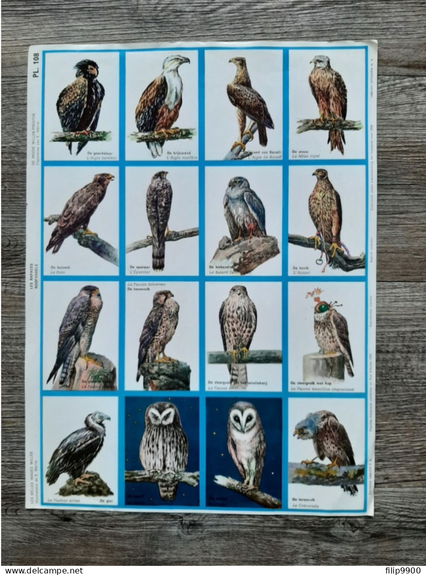 PL. 108 : Les Rapaces - Roofvogels (E. Mérite) - Editions Sablon 1958 - 35x26cm - Schede Didattiche