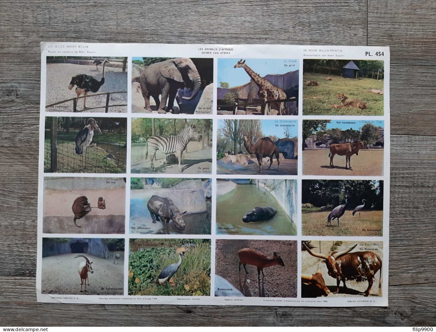 PL. 454 : Animaux D'Afrique - Dieren Van Afrika - Editions Sablon 1958 - 35x26cm - Learning Cards