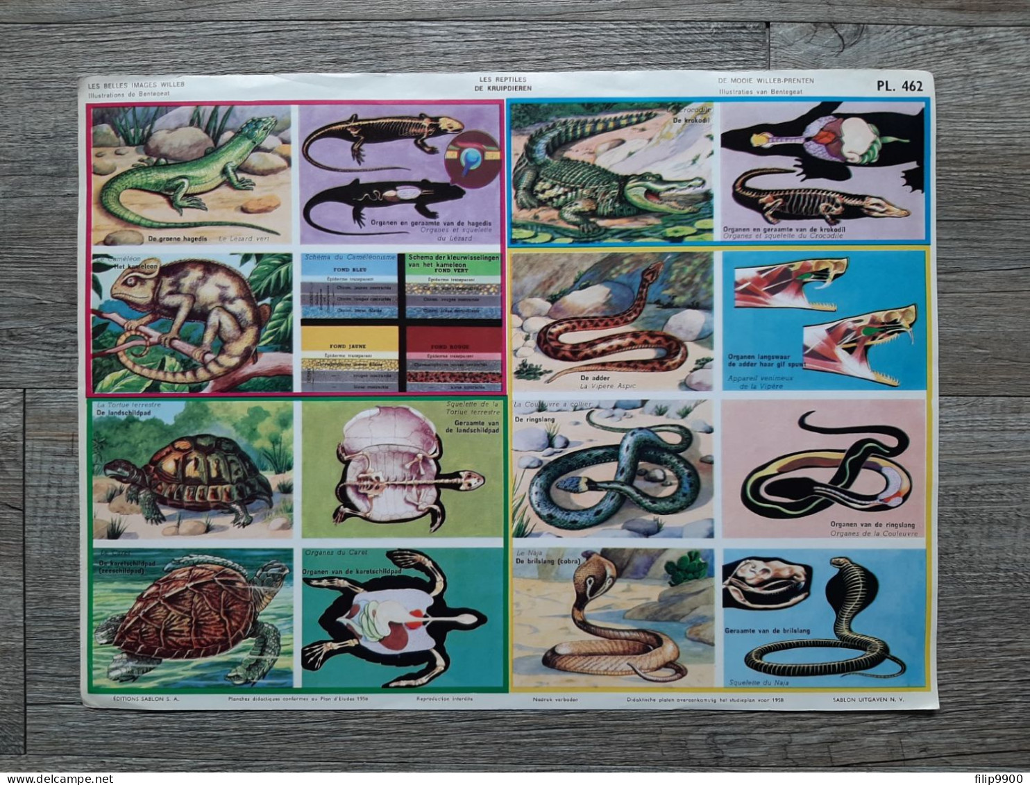 PL. 462 : Les Reptiles - De Kruipdieren - Editions Sablon 1958 - 35x26cm - Fiches Didactiques