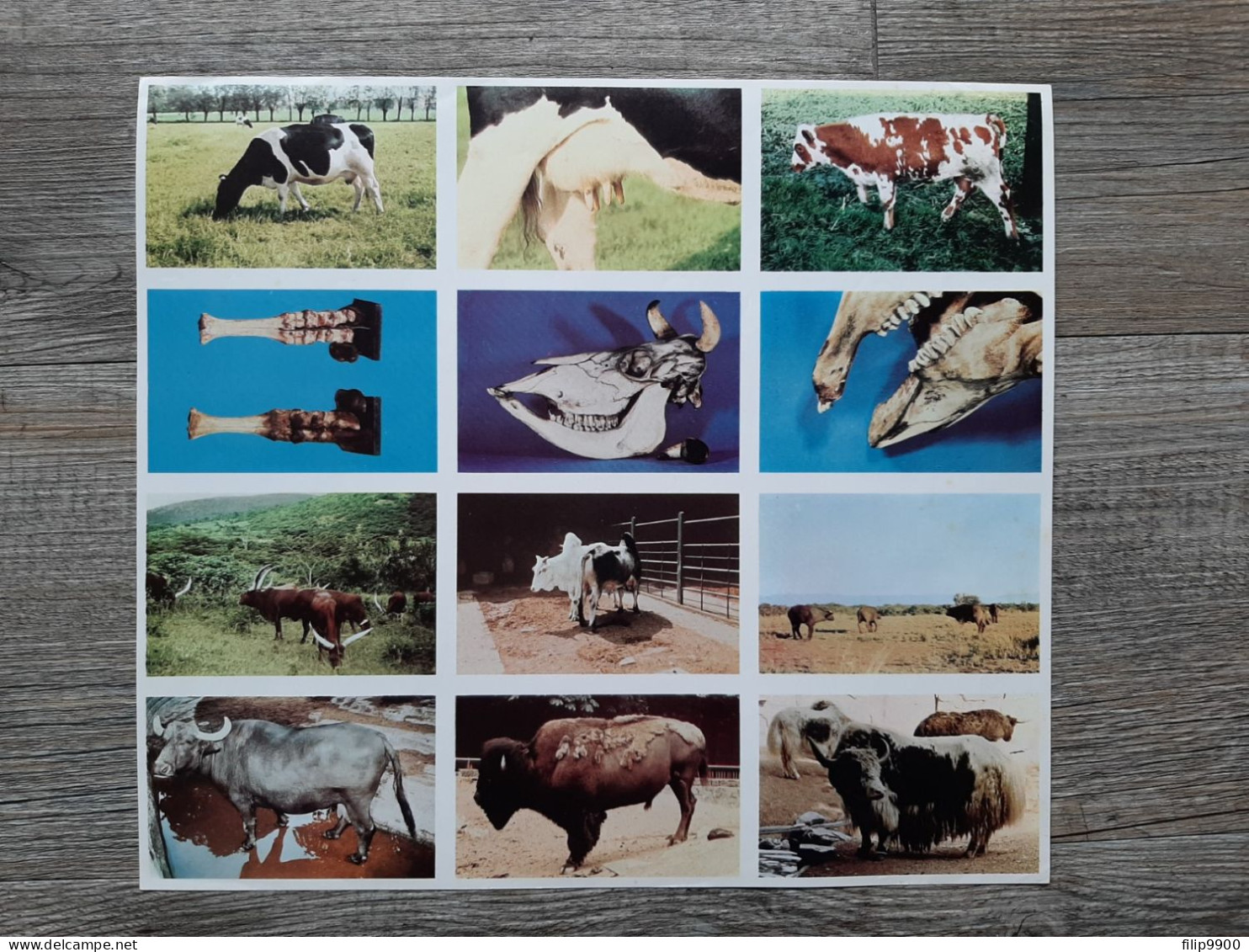 Zoologie - Vache / Dierkunde Runderen - Editions Sablon 1958 - Feuille 320 Blad 320 - 27x24cm - Fiches Didactiques