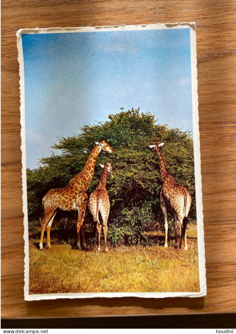 Animals Of Africa - Giraffes Giraffe Giraffen - Giraffes