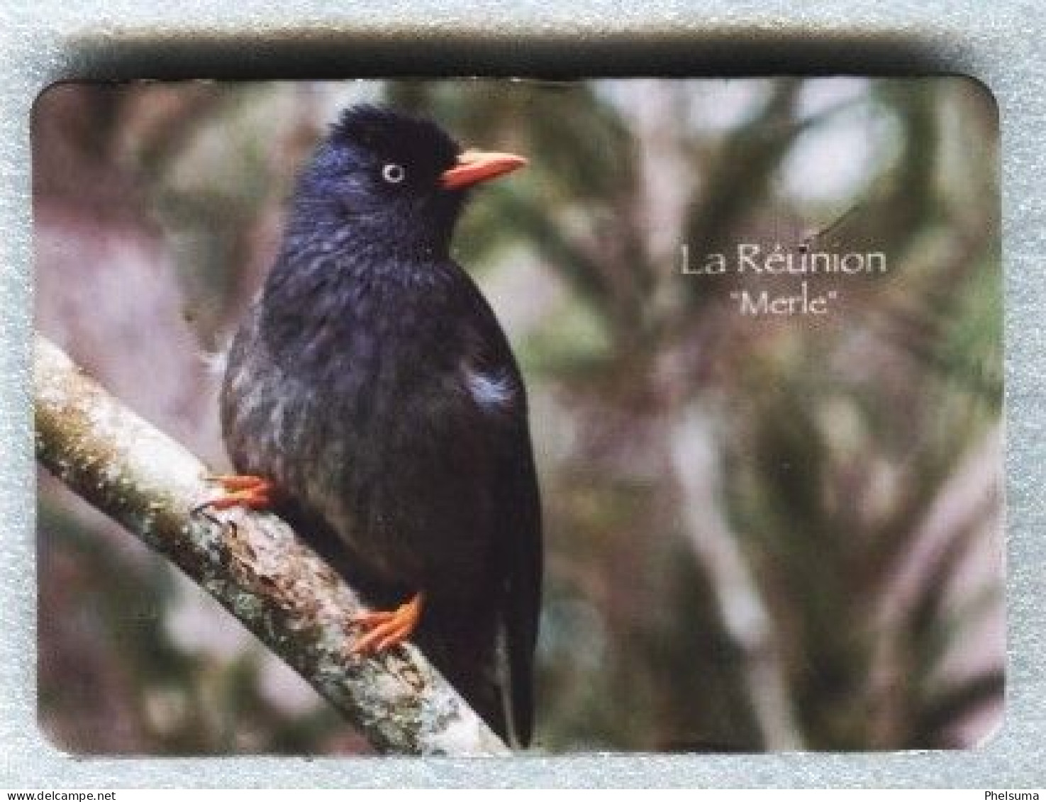 La Réunion - Beau Magnet  7 X 10 Cm - L E MERLE PAYS - Tierwelt & Fauna