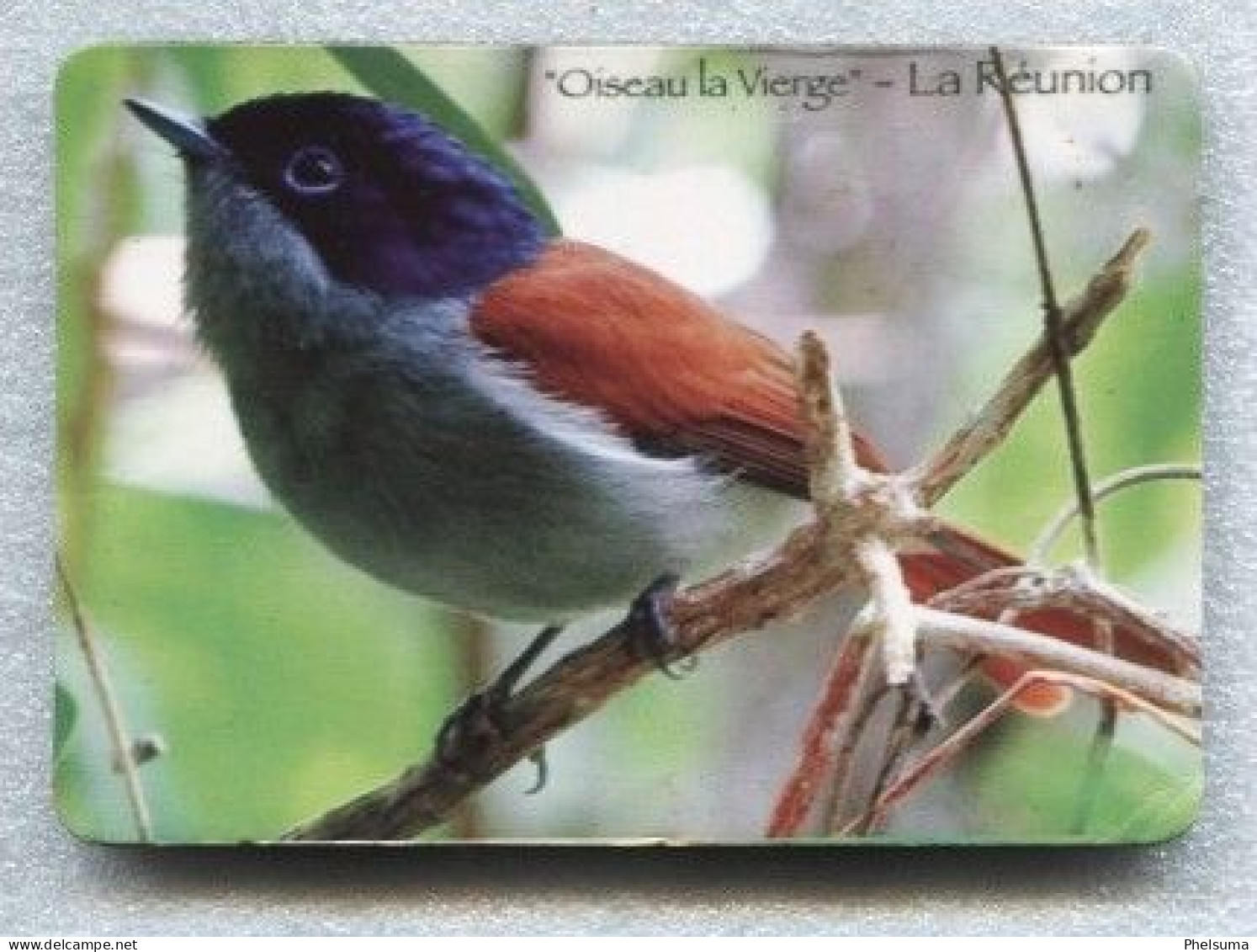 La Réunion - Beau Magnet  7 X 10 Cm - OISEAU LA VIERGE - Animaux & Faune