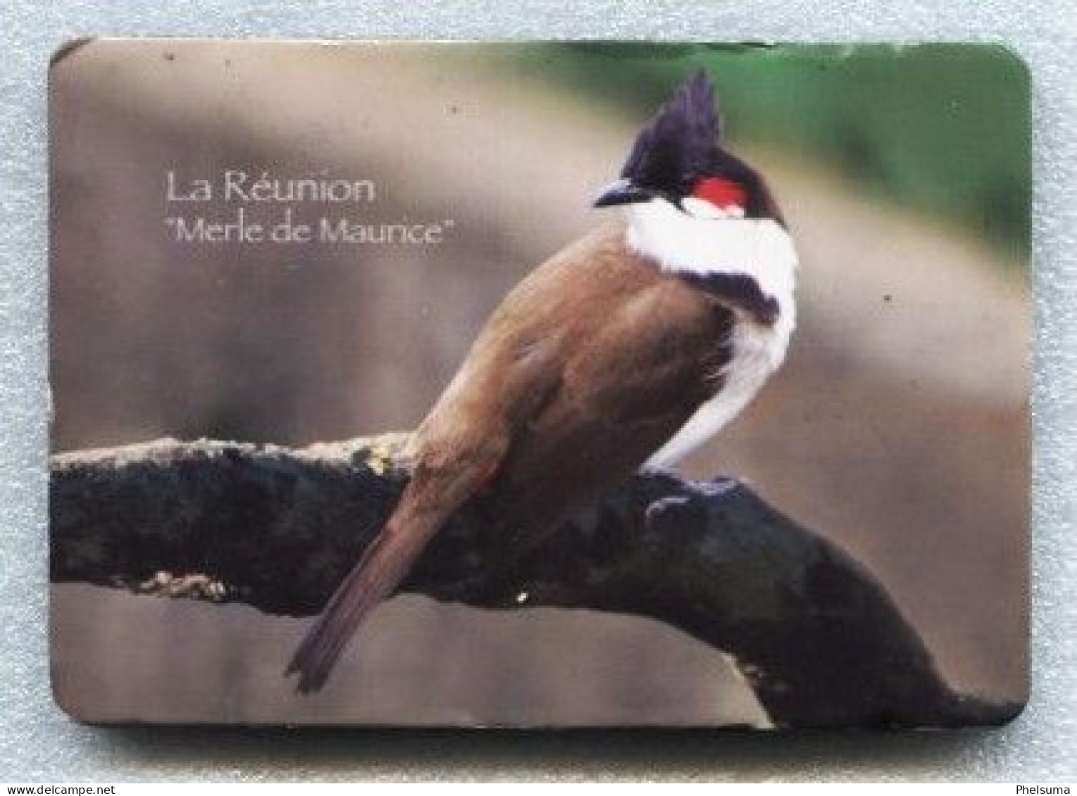 La Réunion - Beau Magnet  7 X 10 Cm - LE MERLE DE MAURICE - Dieren & Fauna