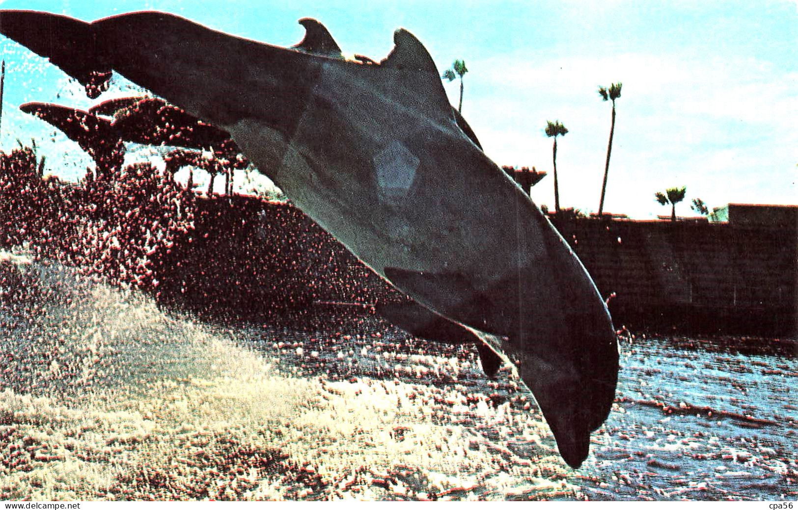 High Jumping Dolphins Mission Bay Sea World San Diego DOLPHIN - Thèmatique DAUPHIN - San Diego