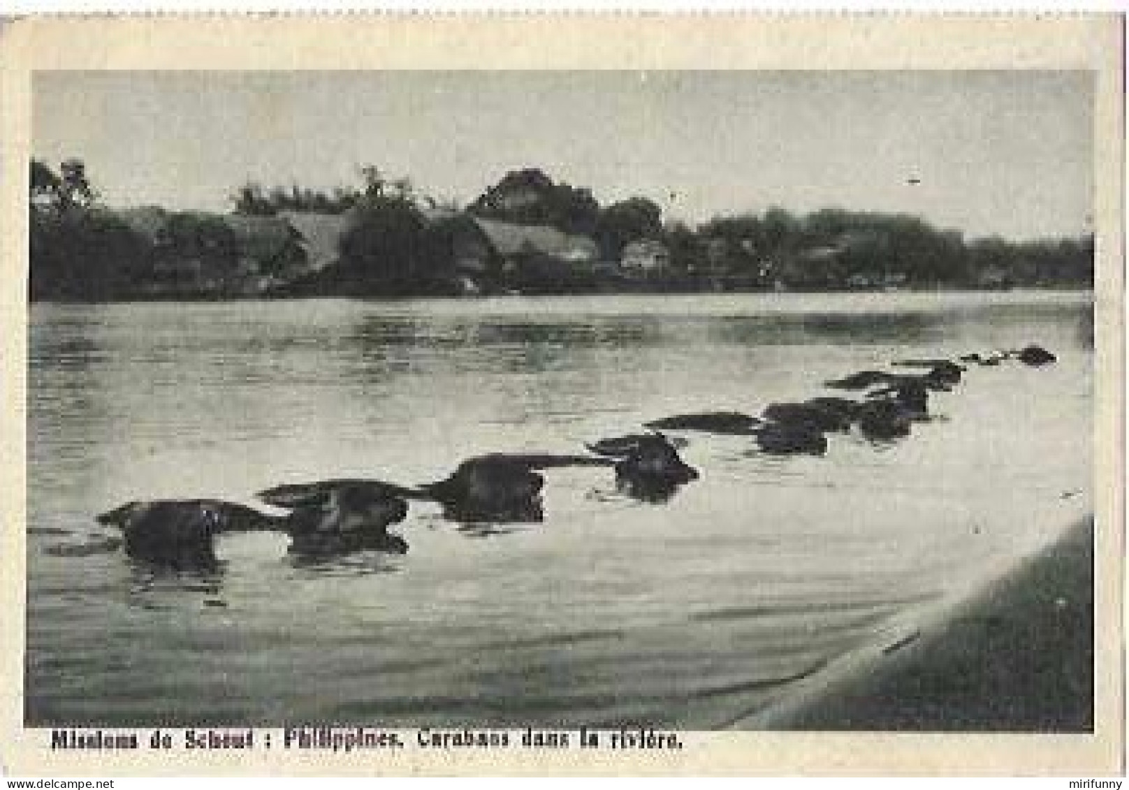 MISSIONS DE SCHEUT/PHILIPPINES /CARABAOS DANS LA RIVIERE - Philippines