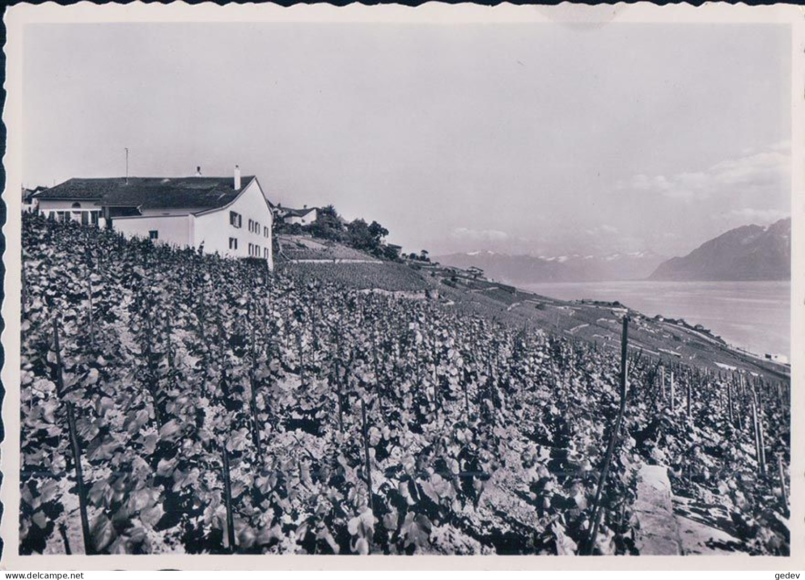 Grandvaux VD, Domaine Viticole De La Crausaz Et Le Léman, Publicité Au Verso (884) 10x15 - Grandvaux